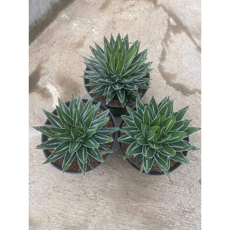 1590. Agave Victoria Reginae Size 20 Cm