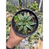 1610. Agave Victoriae Himeshon Variegated