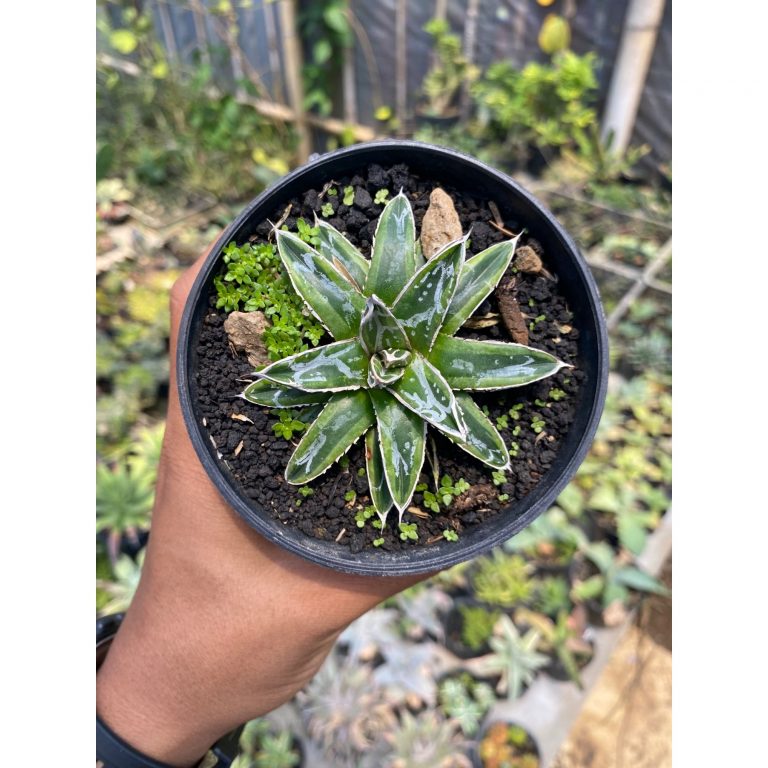1610. Agave Victoriae Himeshon Variegated