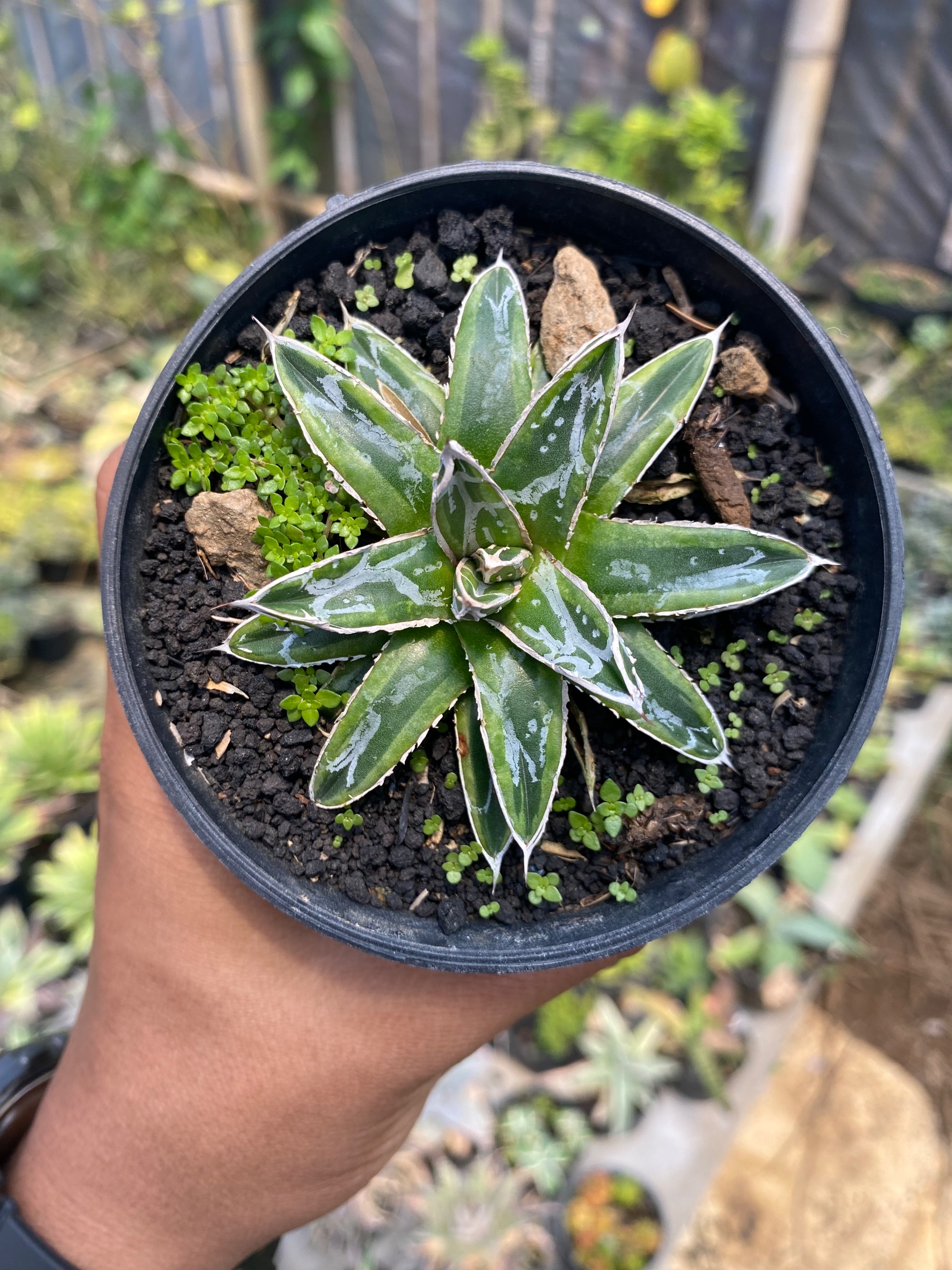 1610. Agave Victoriae Himeshon Variegated - Image 2