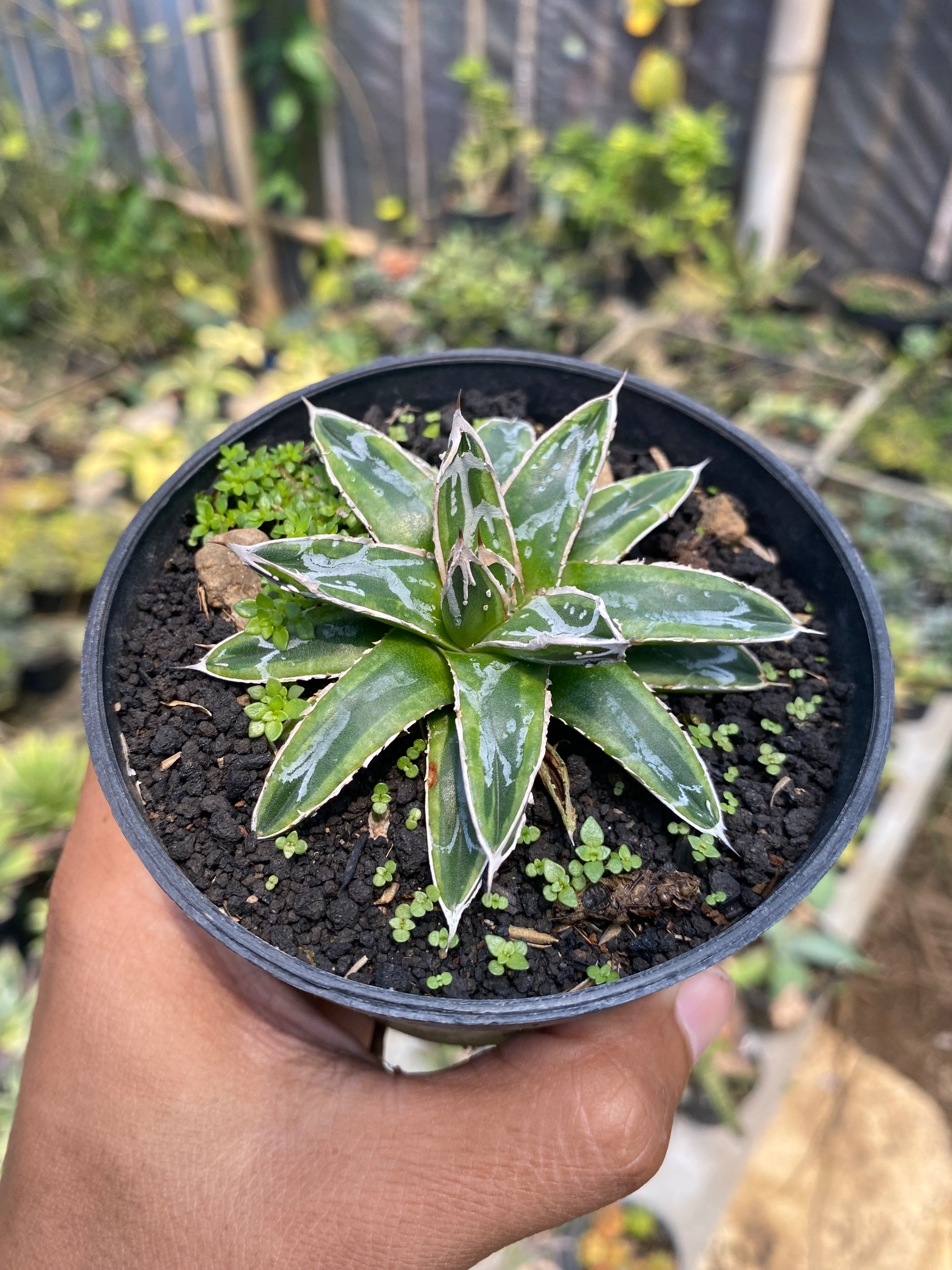 1610. Agave Victoriae Himeshon Variegated - Image 3