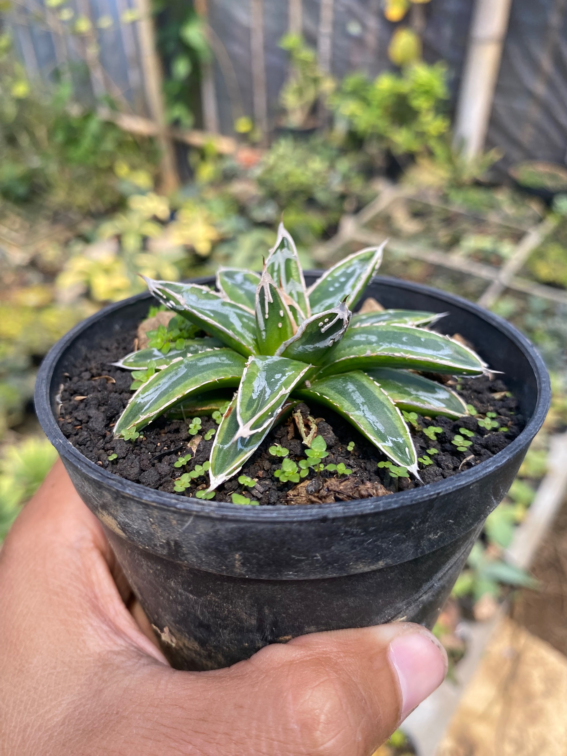 1610. Agave Victoriae Himeshon Variegated - Image 4