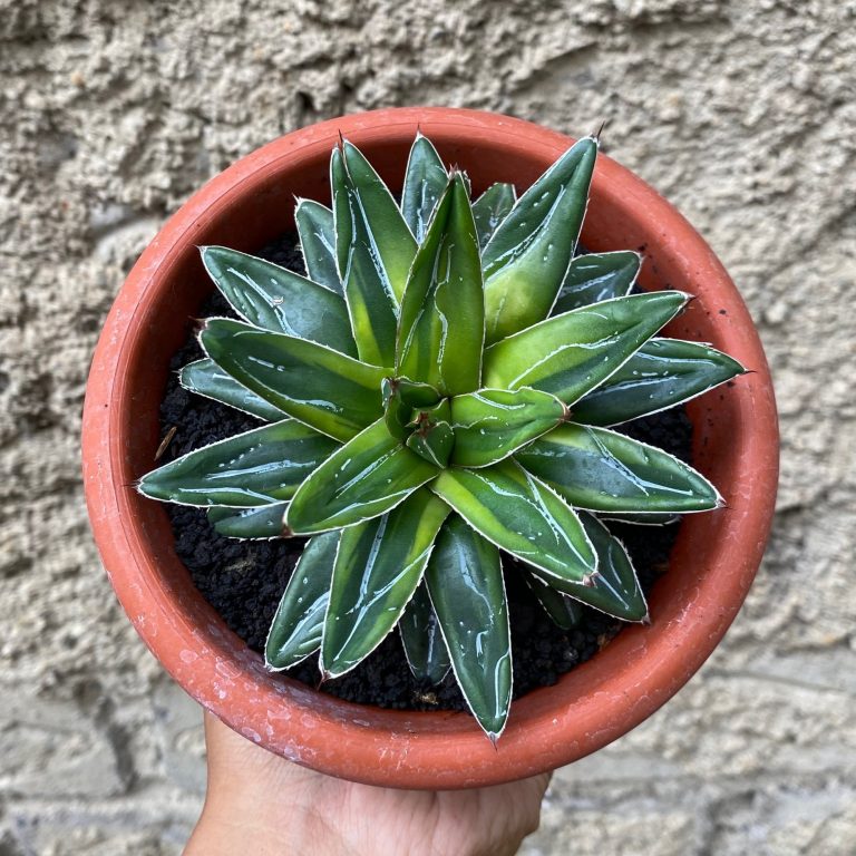 1665. Agave Victoriae-reginae Dwarf Cream Halfmoon