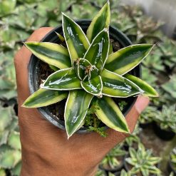 Alternative view of 2119. Agave Victoriae-reginae Kizan Variegated