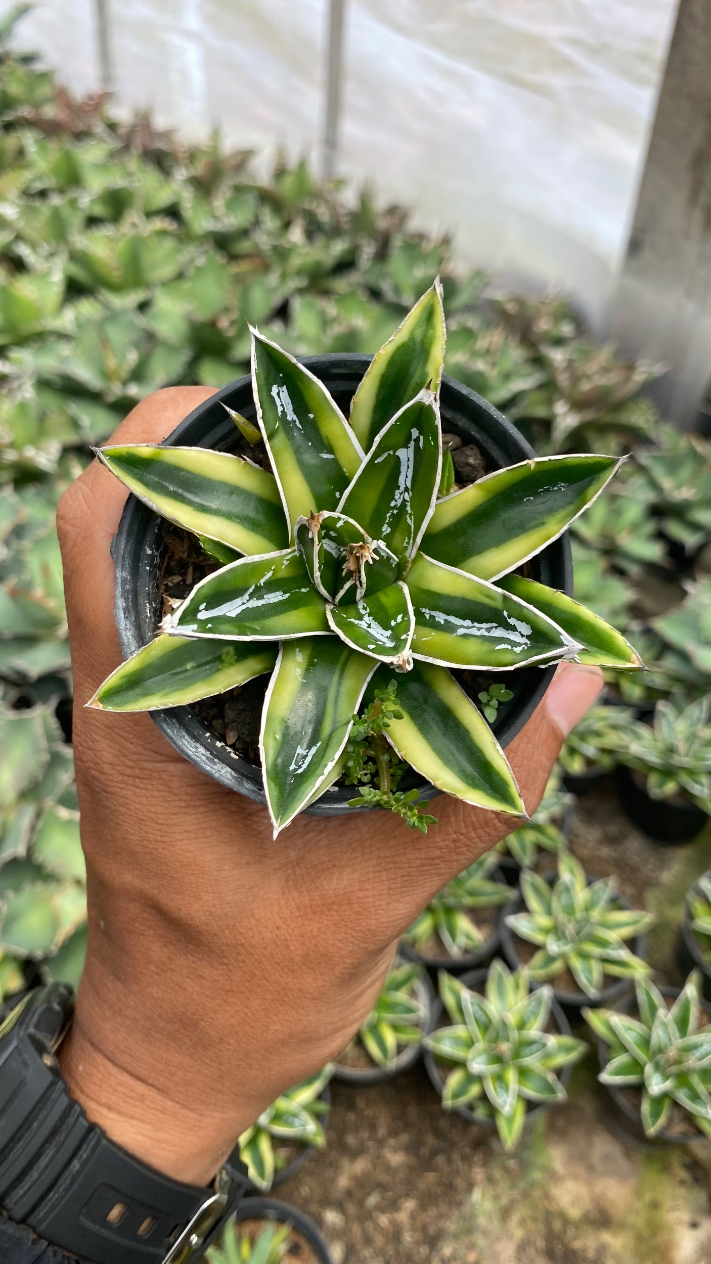 2119. Agave Victoriae-reginae Kizan Variegated - Image 2