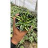 2119. Agave Victoriae-reginae Kizan Variegated