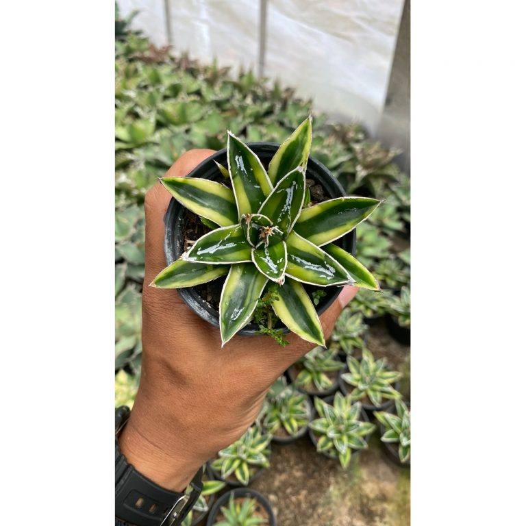 2119. Agave Victoriae-reginae Kizan Variegated