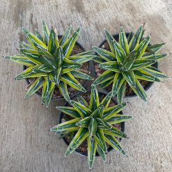 Alternative view of 1591. Agave Victoriae Reginae Mediopicta