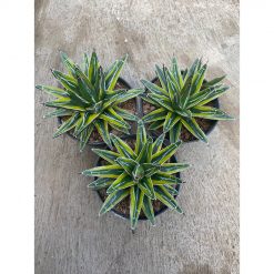1591. Agave Victoriae Reginae Mediopicta