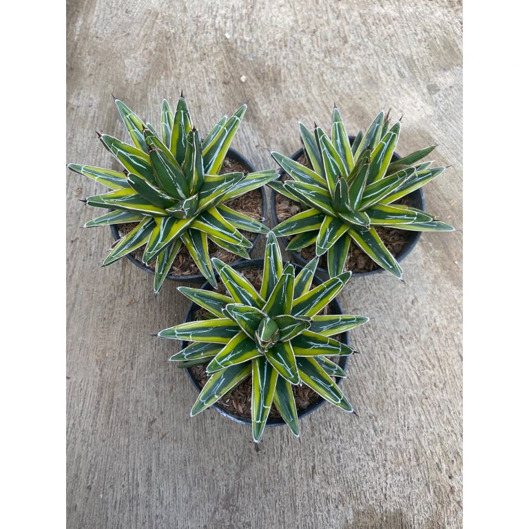 1591. Agave Victoriae Reginae Mediopicta