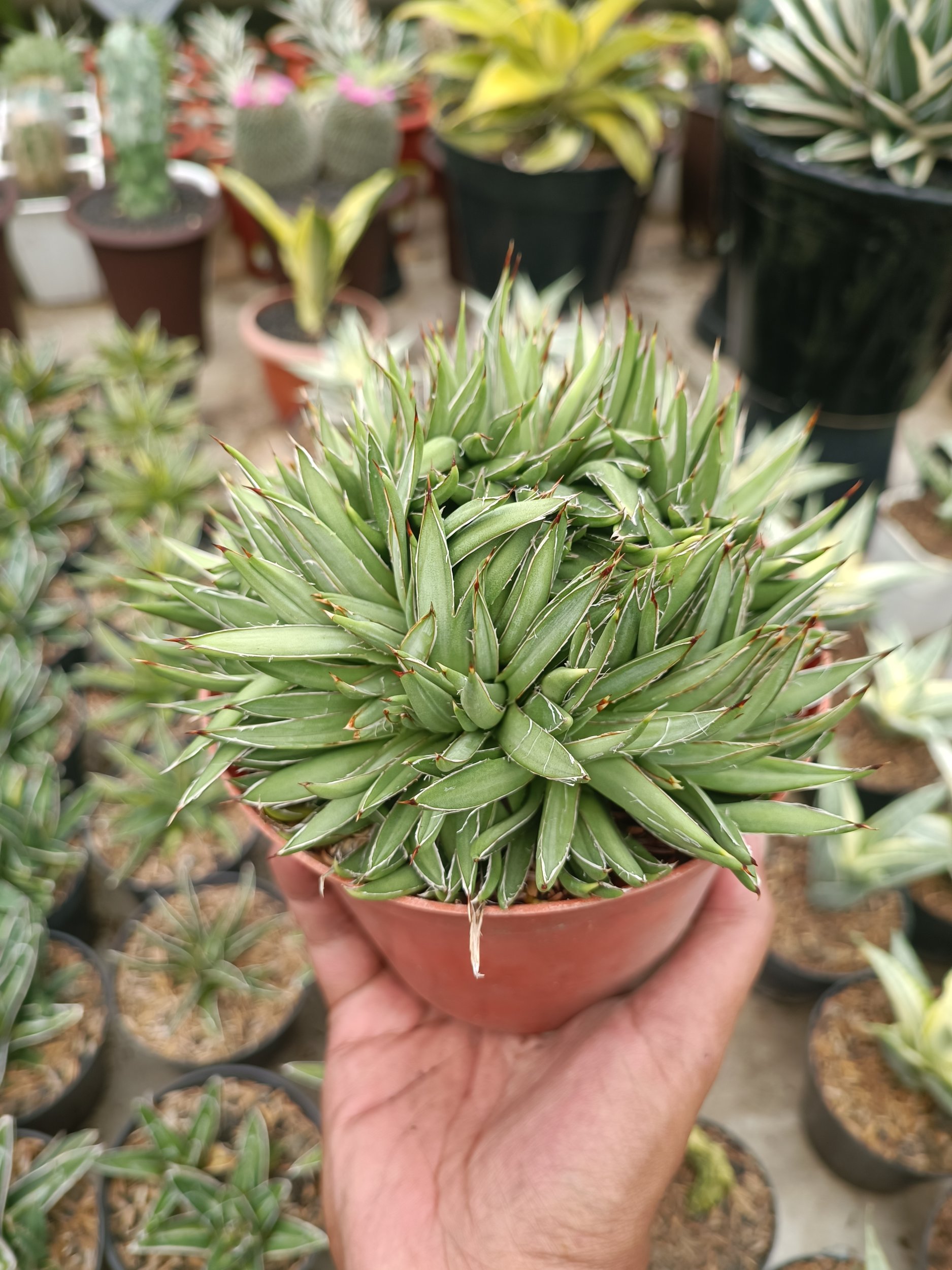 1753. Agave Filifera Cristata - Image 2