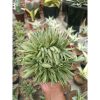 1753. Agave Filifera Cristata