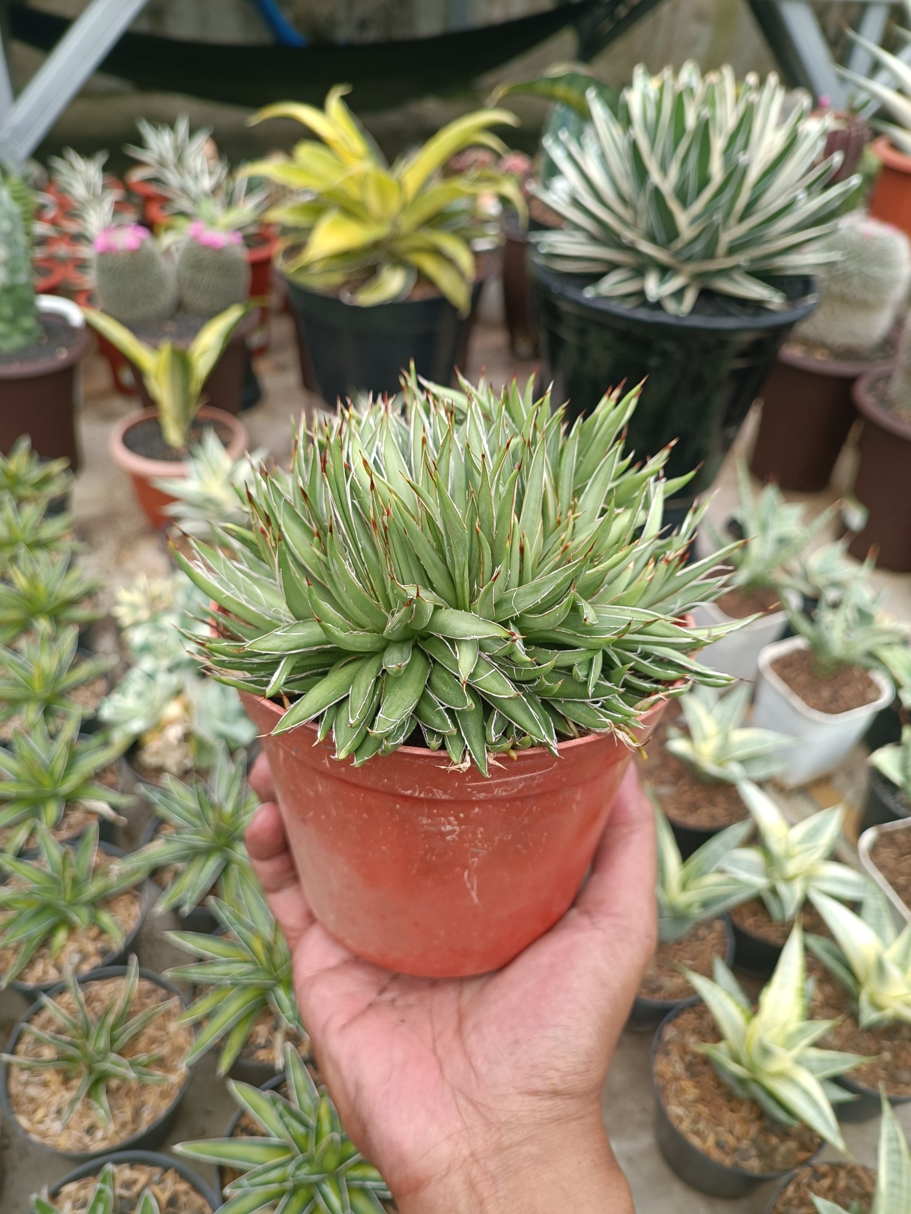 1753. Agave Filifera Cristata - Image 3