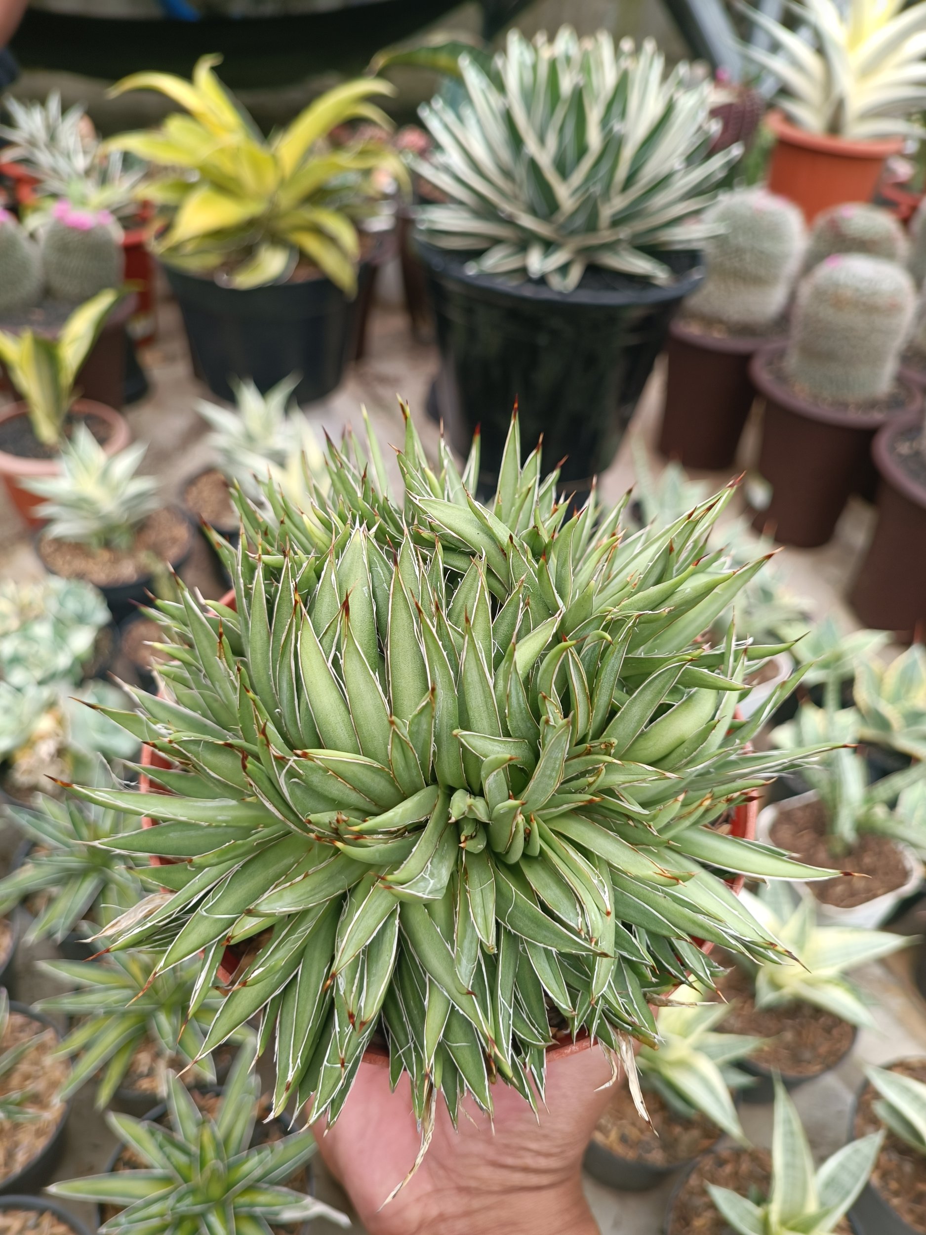 1753. Agave Filifera Cristata - Image 4