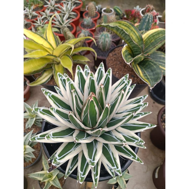 1751. Agave White Rhino