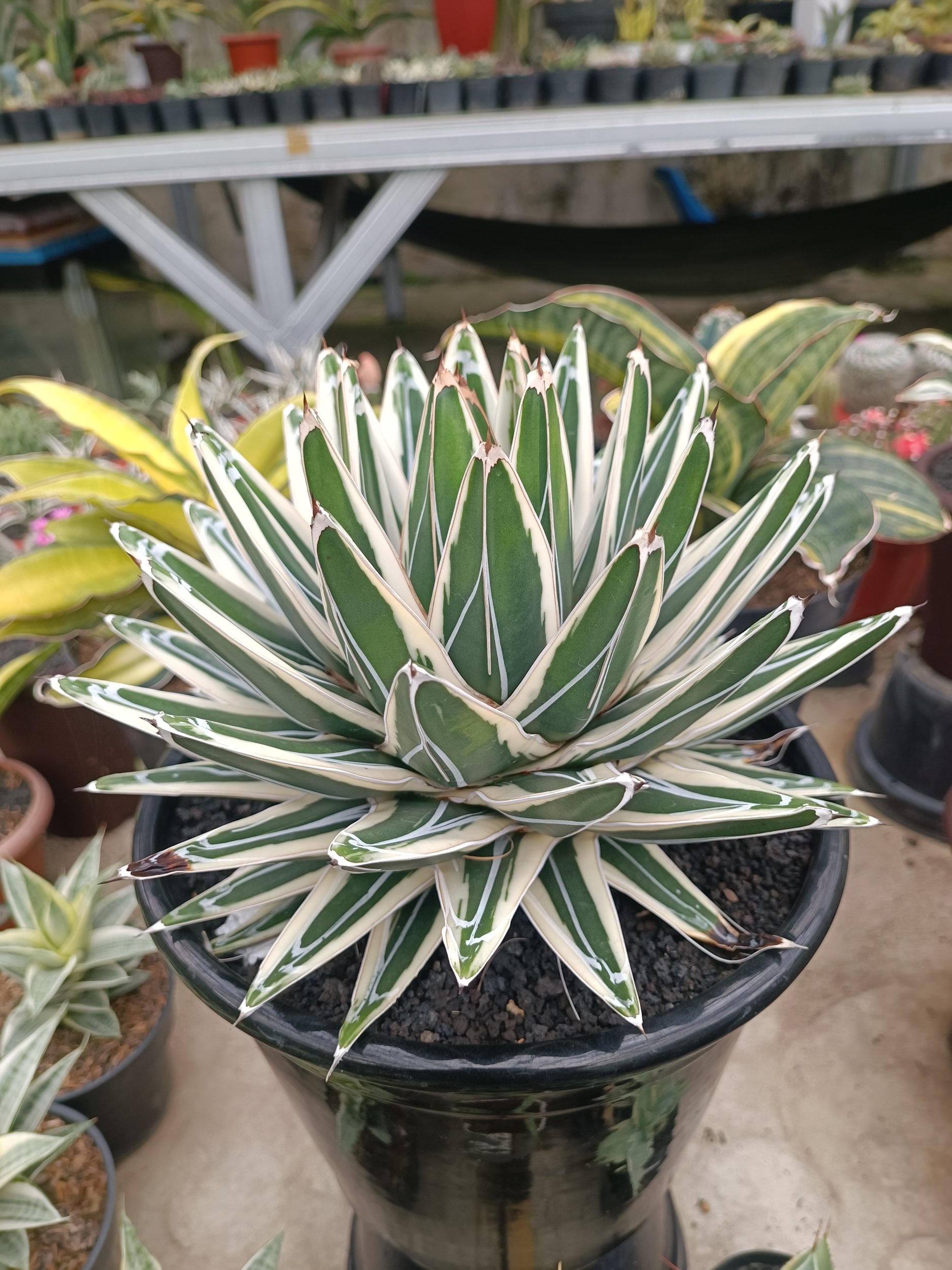 1751. Agave White Rhino - Image 2