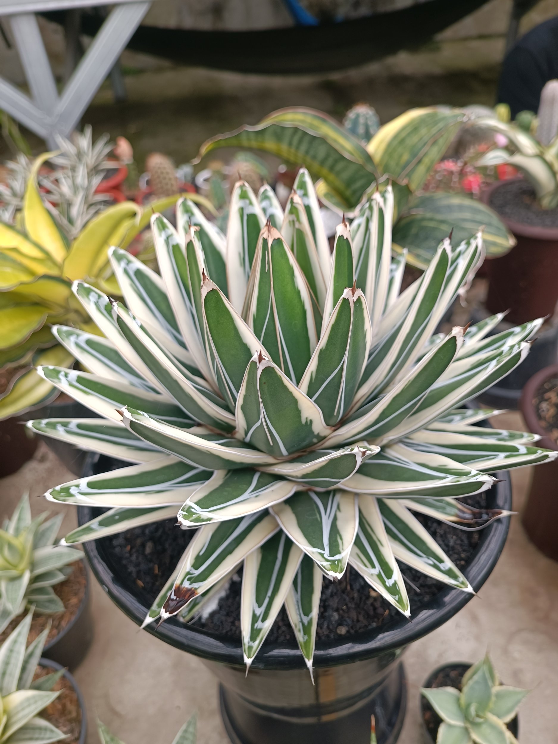 1751. Agave White Rhino - Image 3