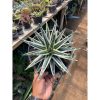 1614. Agave White Rhino
