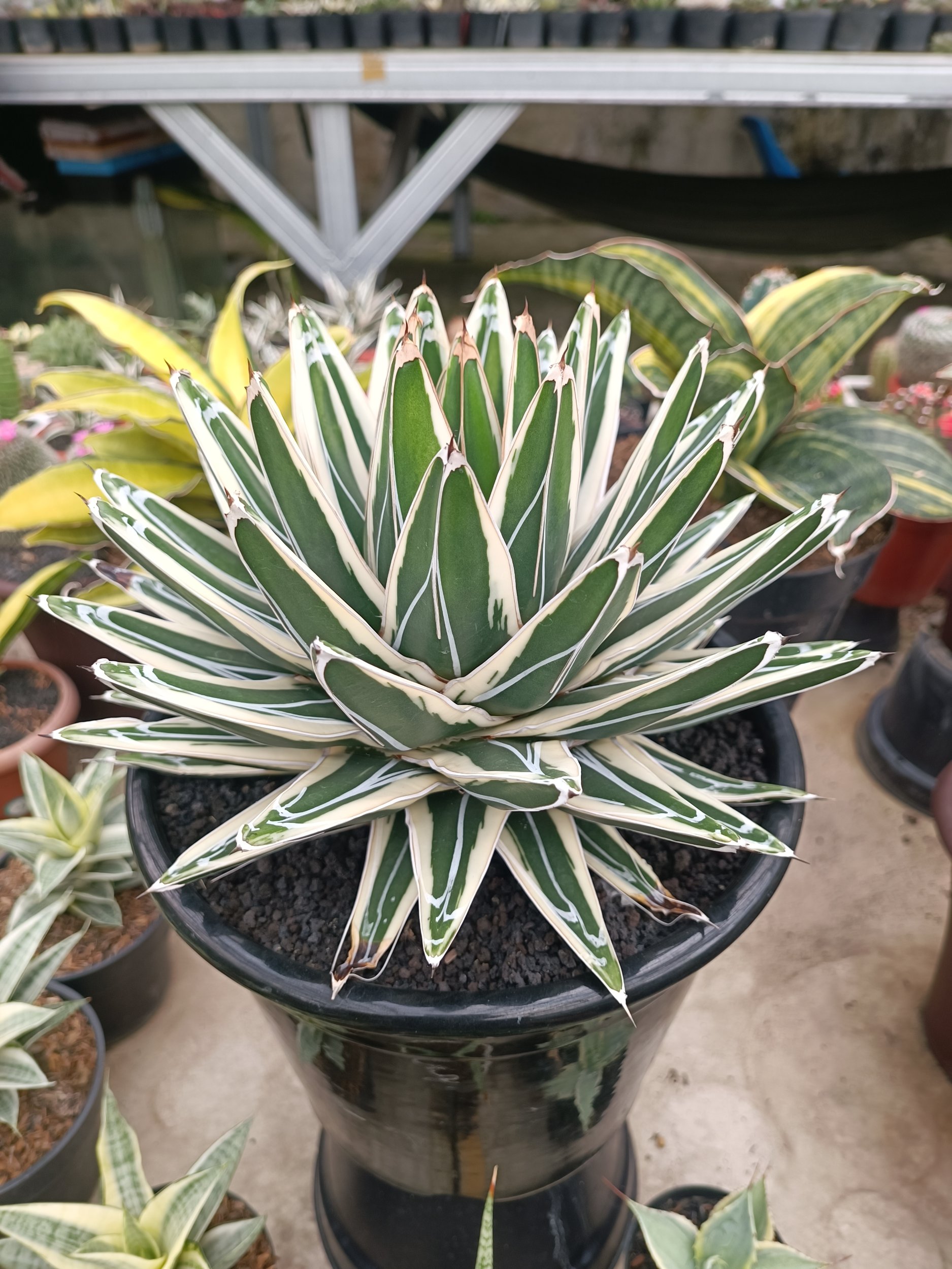 1751. Agave White Rhino - Image 4