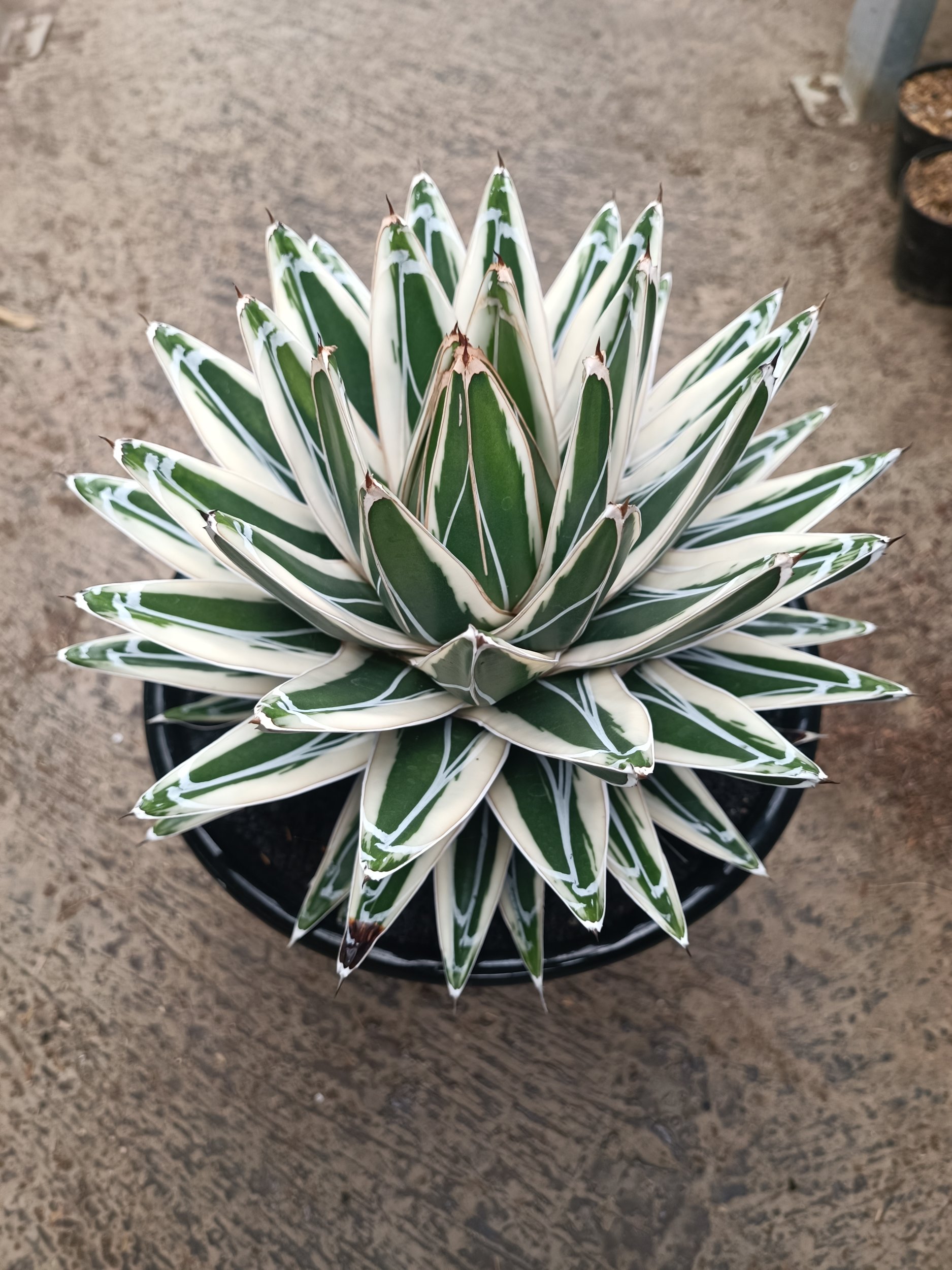 1751. Agave White Rhino - Image 5