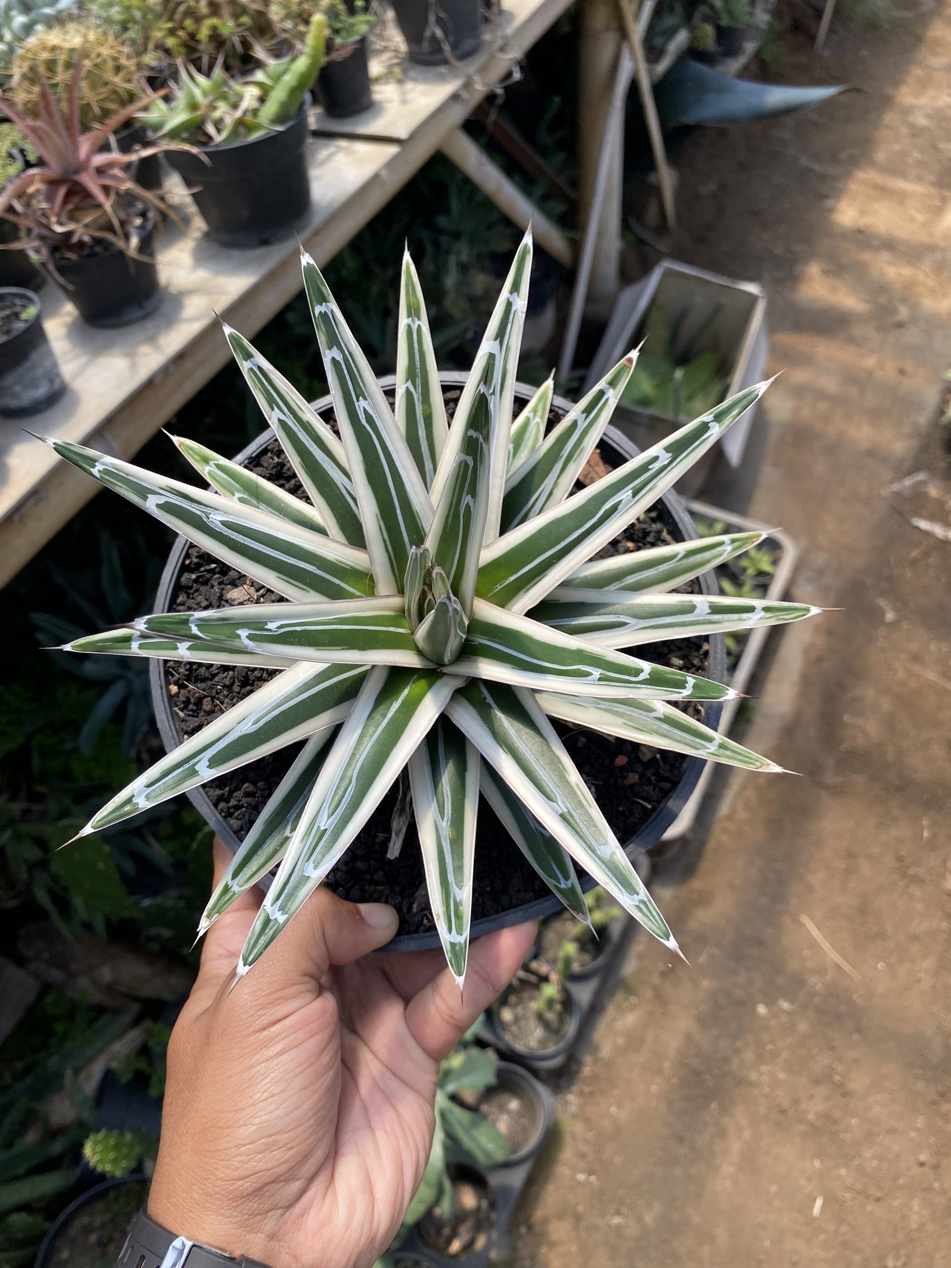 1620. Agave White Rhino - Image 6