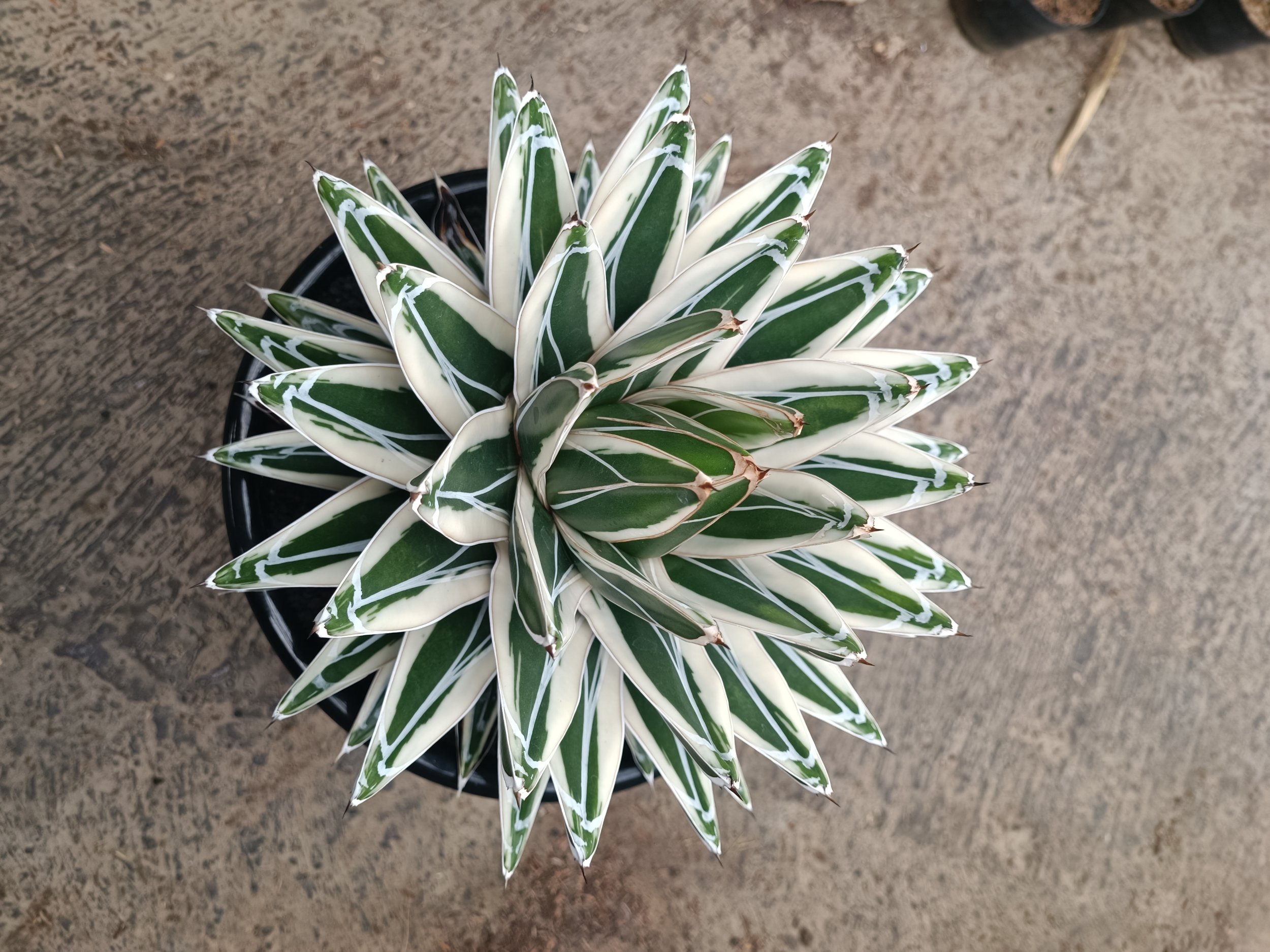 1751. Agave White Rhino - Image 6