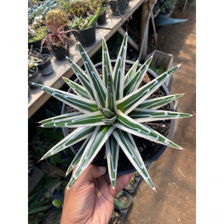 1620. Agave White Rhino