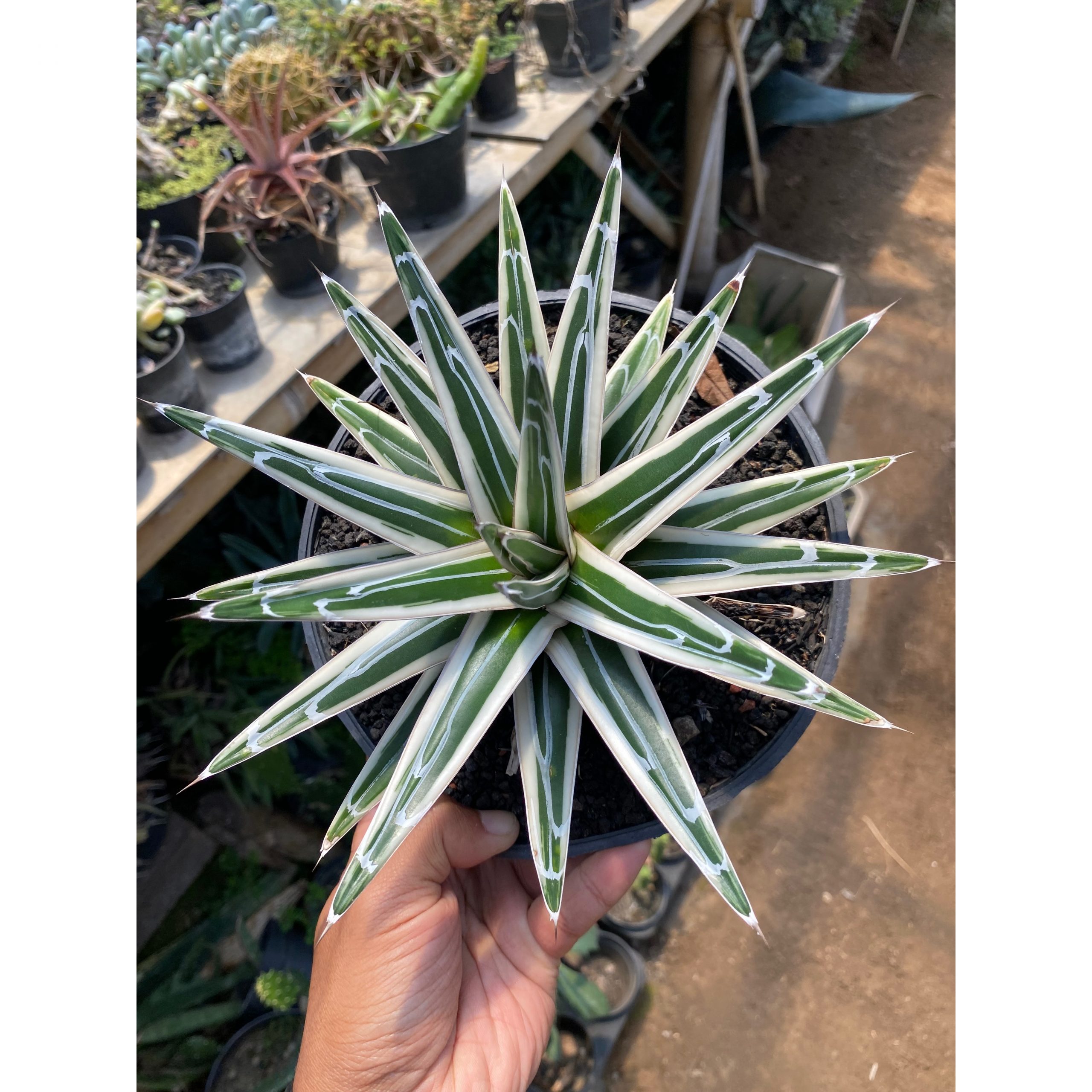 1620. Agave White Rhino