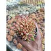 2200. Agavoides Mundi Cristata