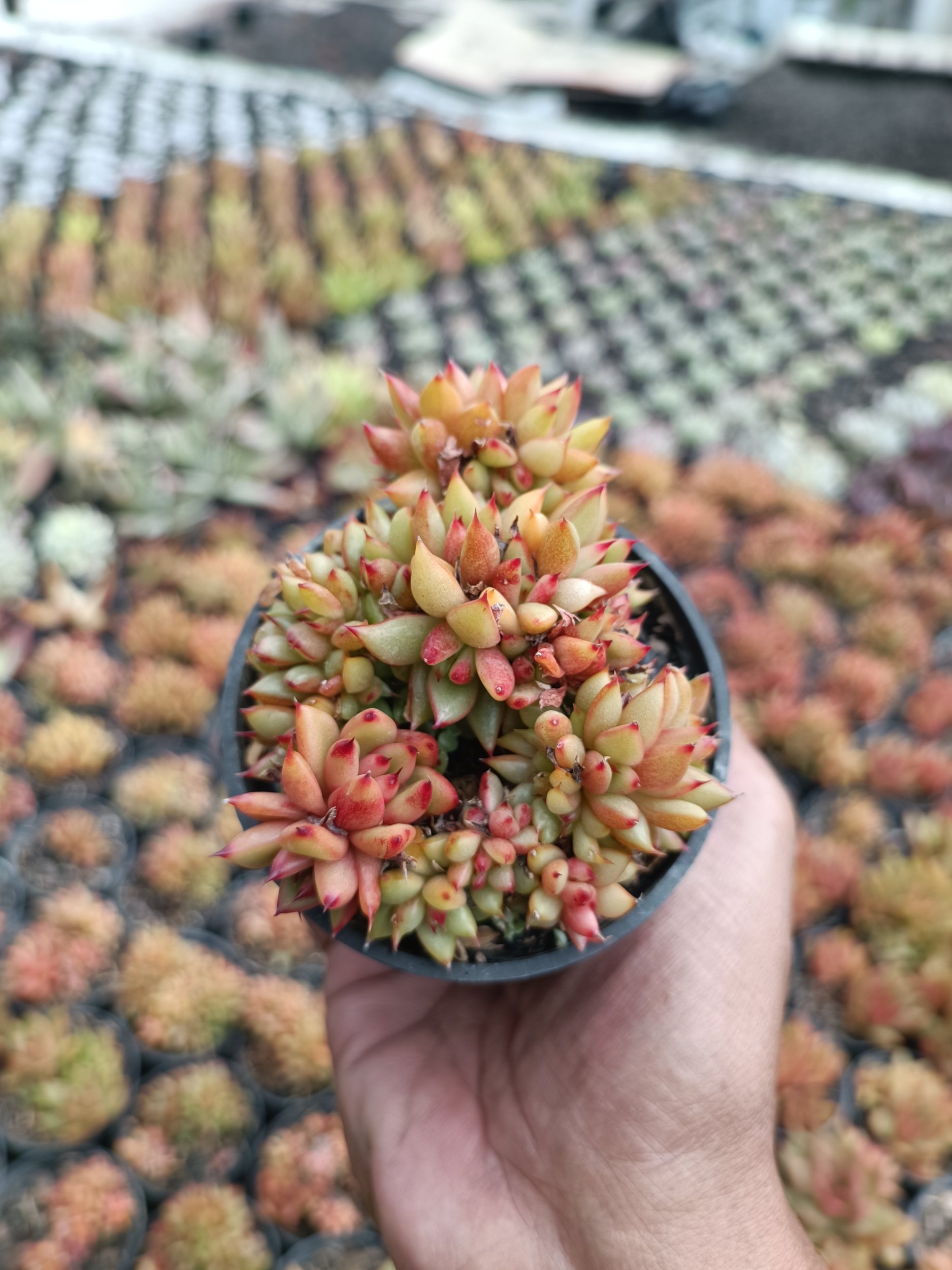 2200. Agavoides Mundi Cristata - Image 2