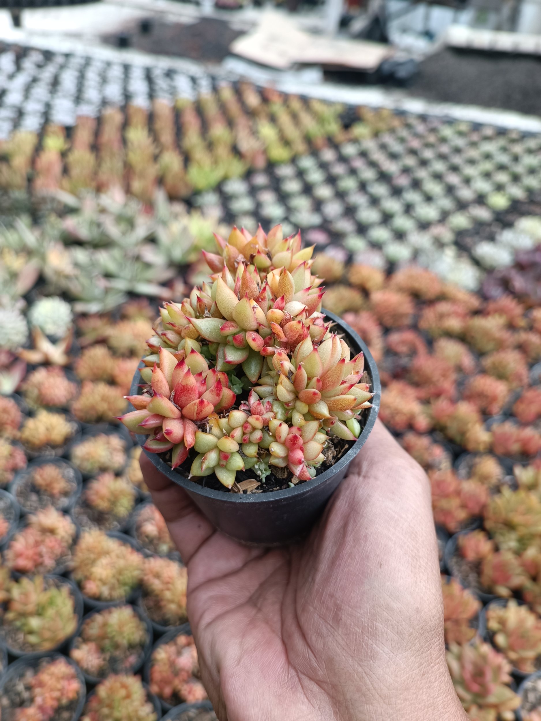 2200. Agavoides Mundi Cristata - Image 3