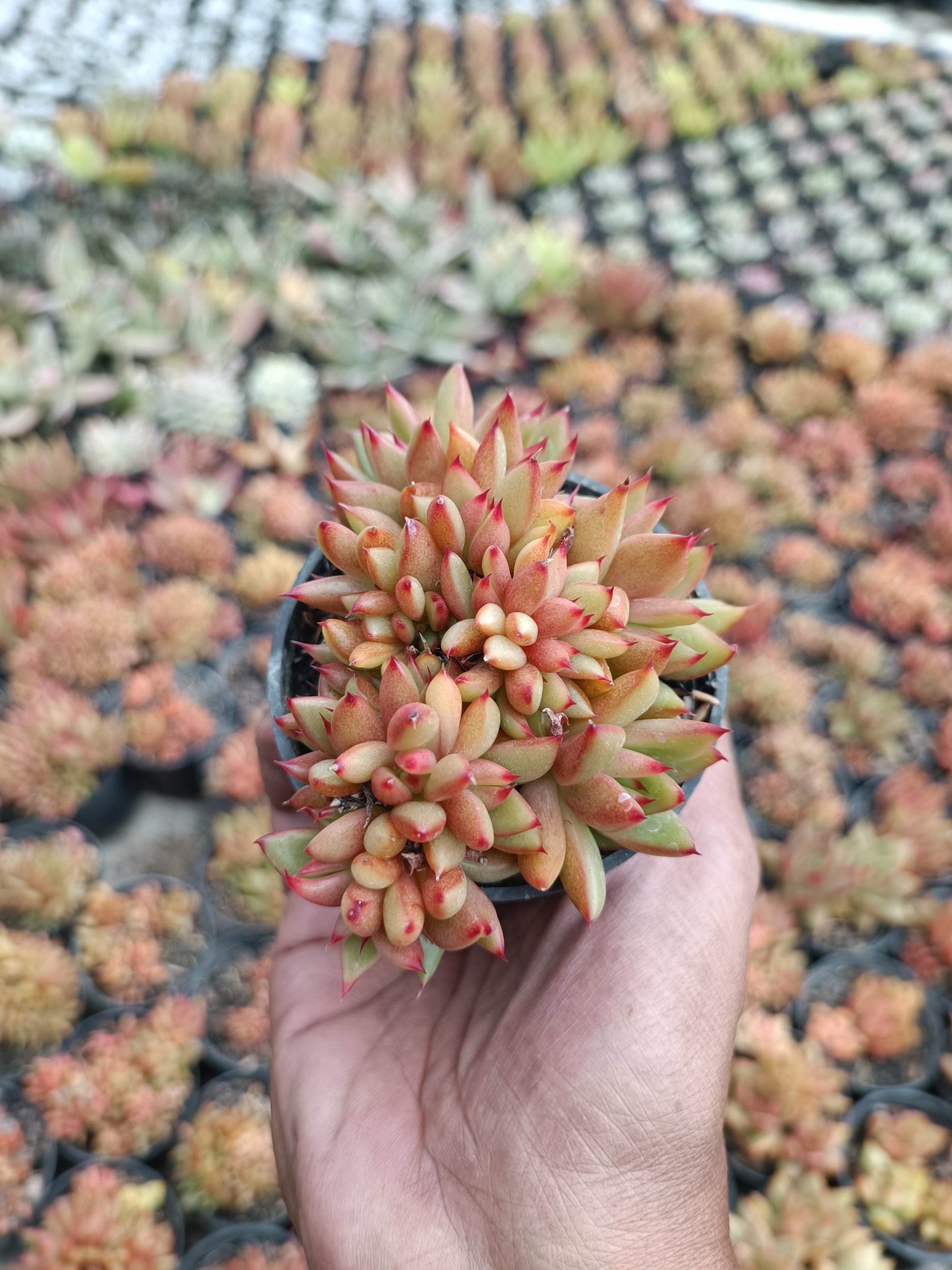 2200. Agavoides Mundi Cristata - Image 4