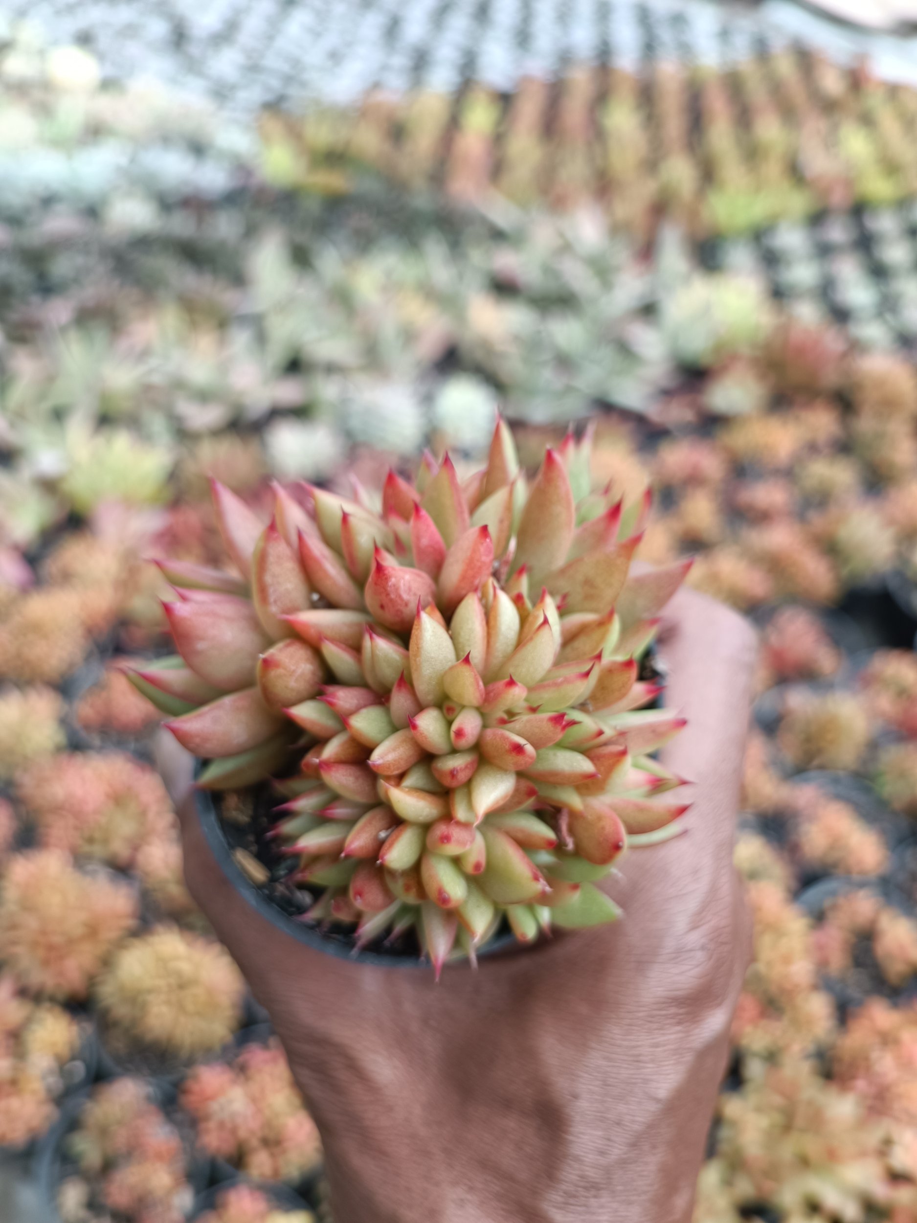 2200. Agavoides Mundi Cristata - Image 5