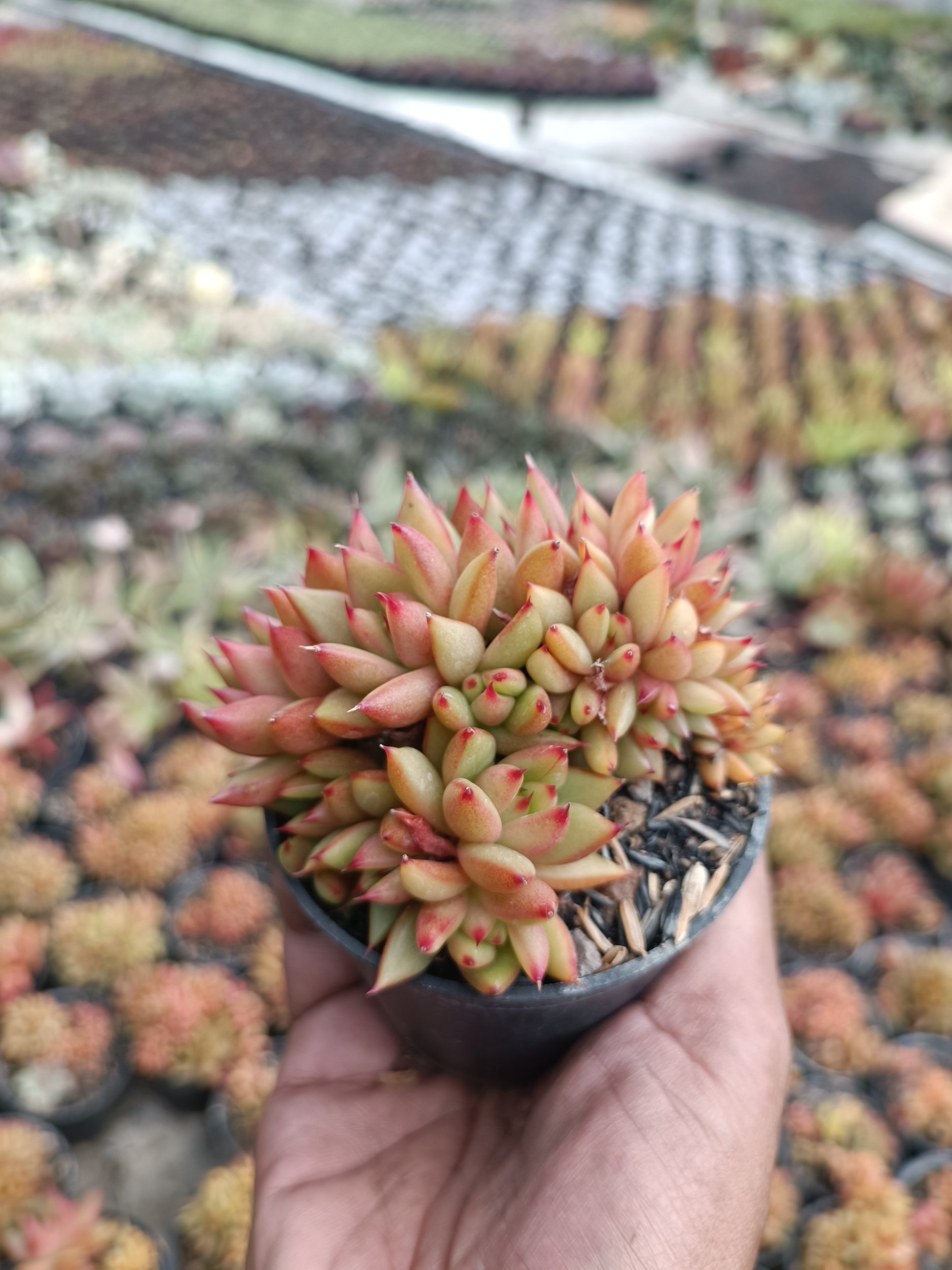 2200. Agavoides Mundi Cristata - Image 6
