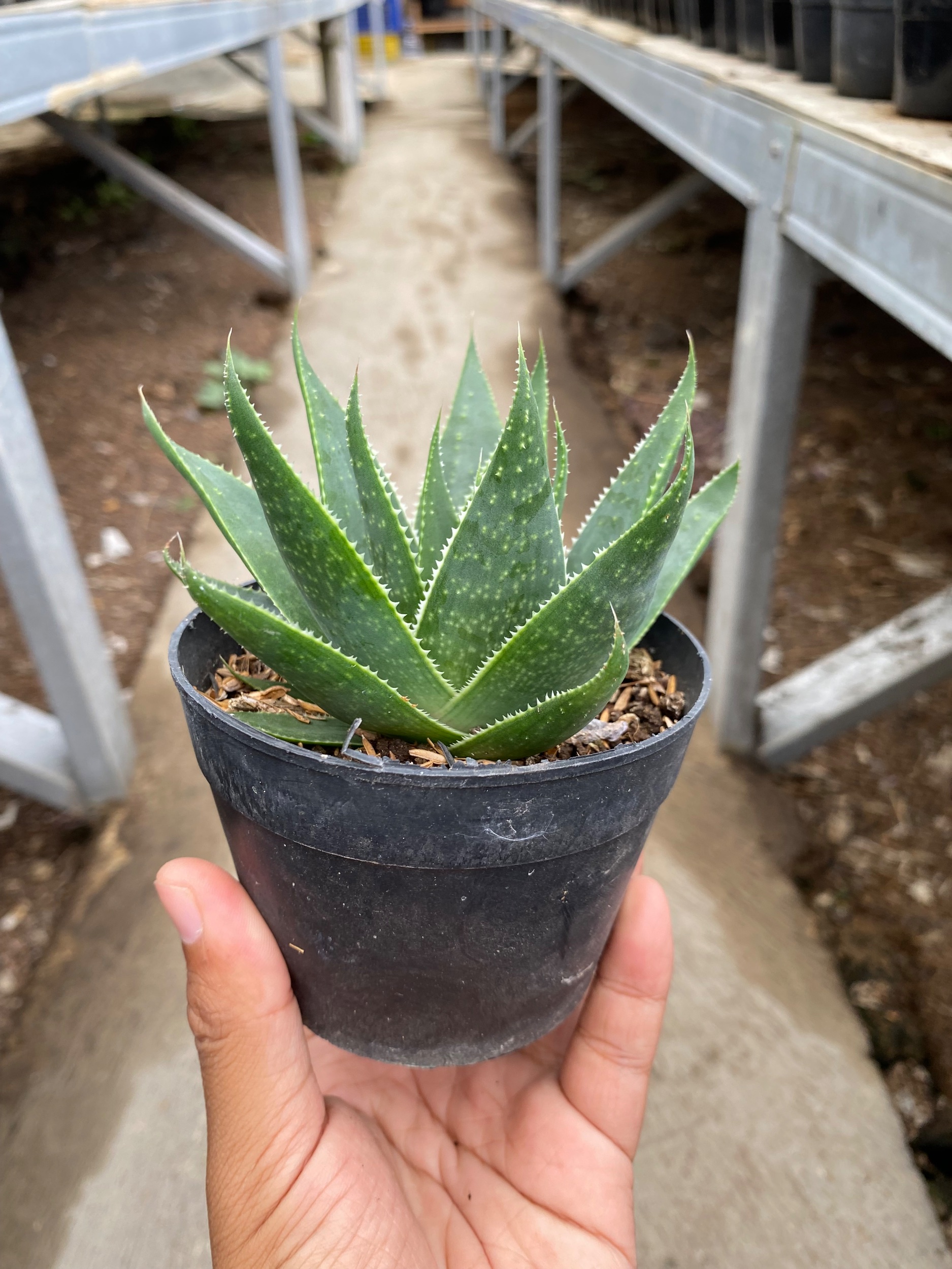 1653. Aloe Aristata 'cosmo' - Image 2