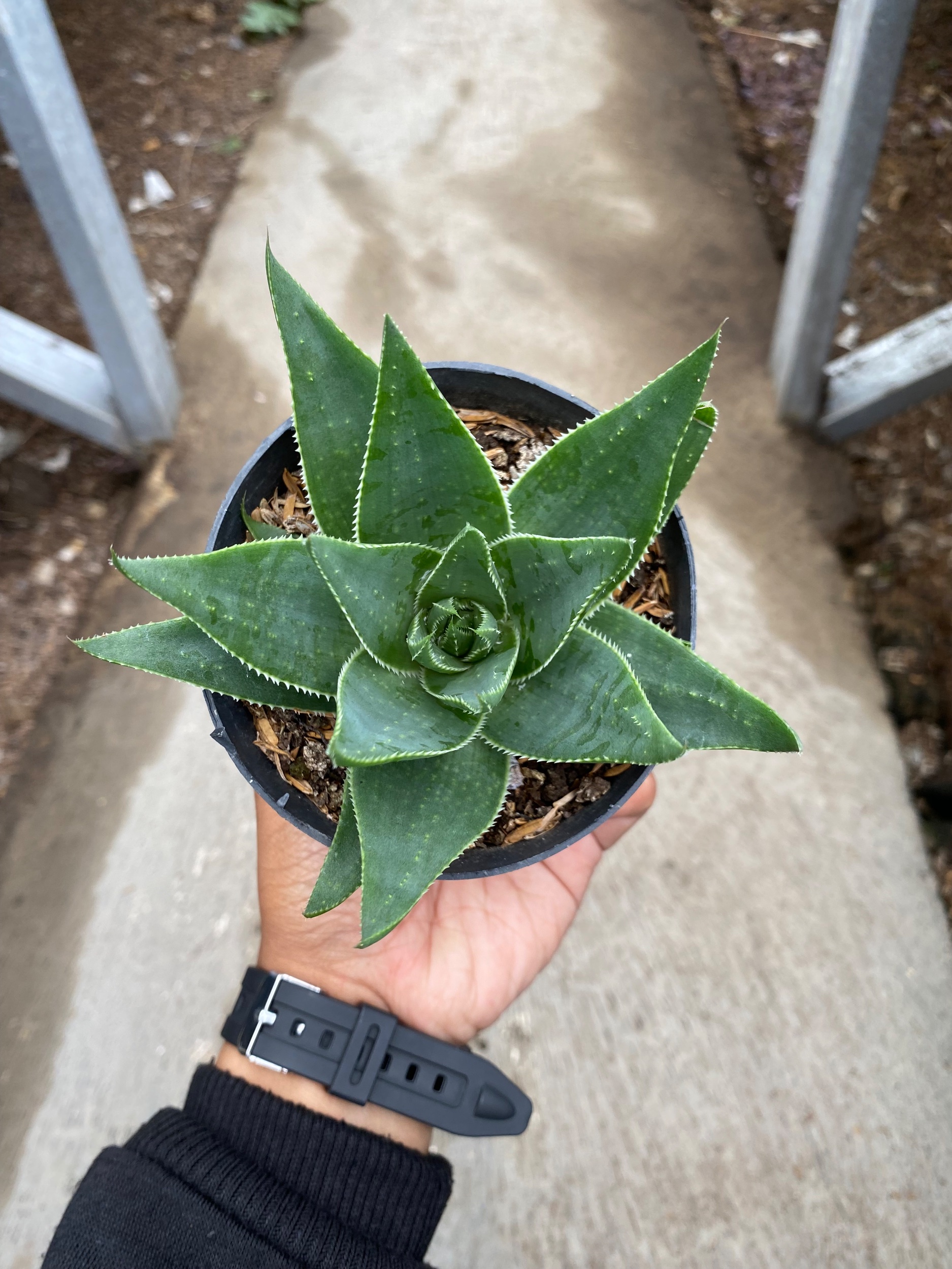1653. Aloe Aristata 'cosmo' - Image 3