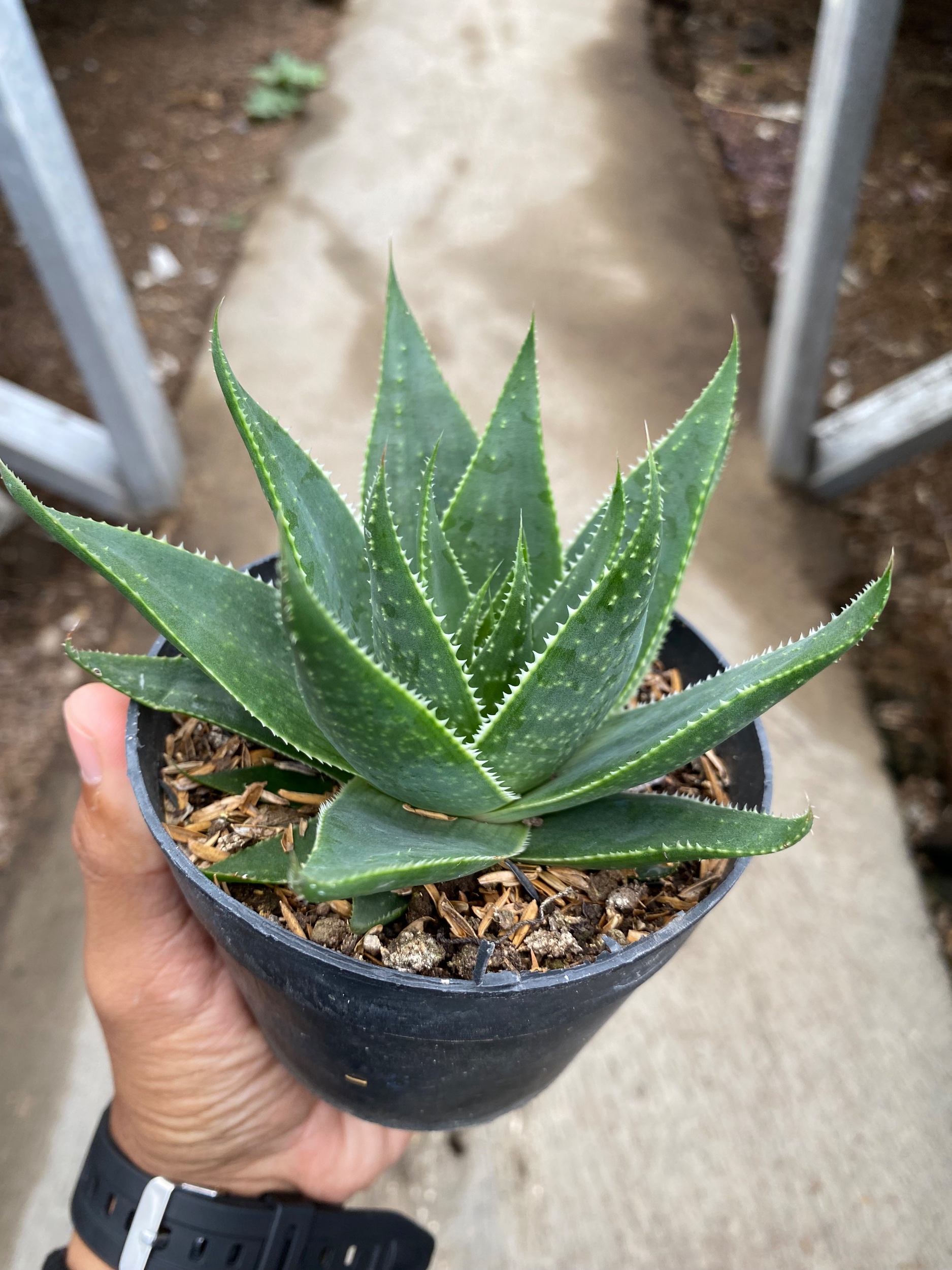 1653. Aloe Aristata 'cosmo' - Image 5