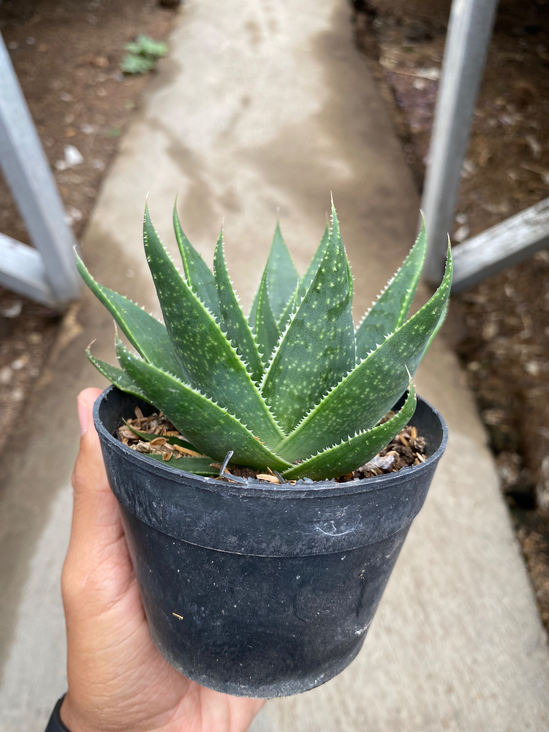 1653. Aloe Aristata 'cosmo' - Image 6