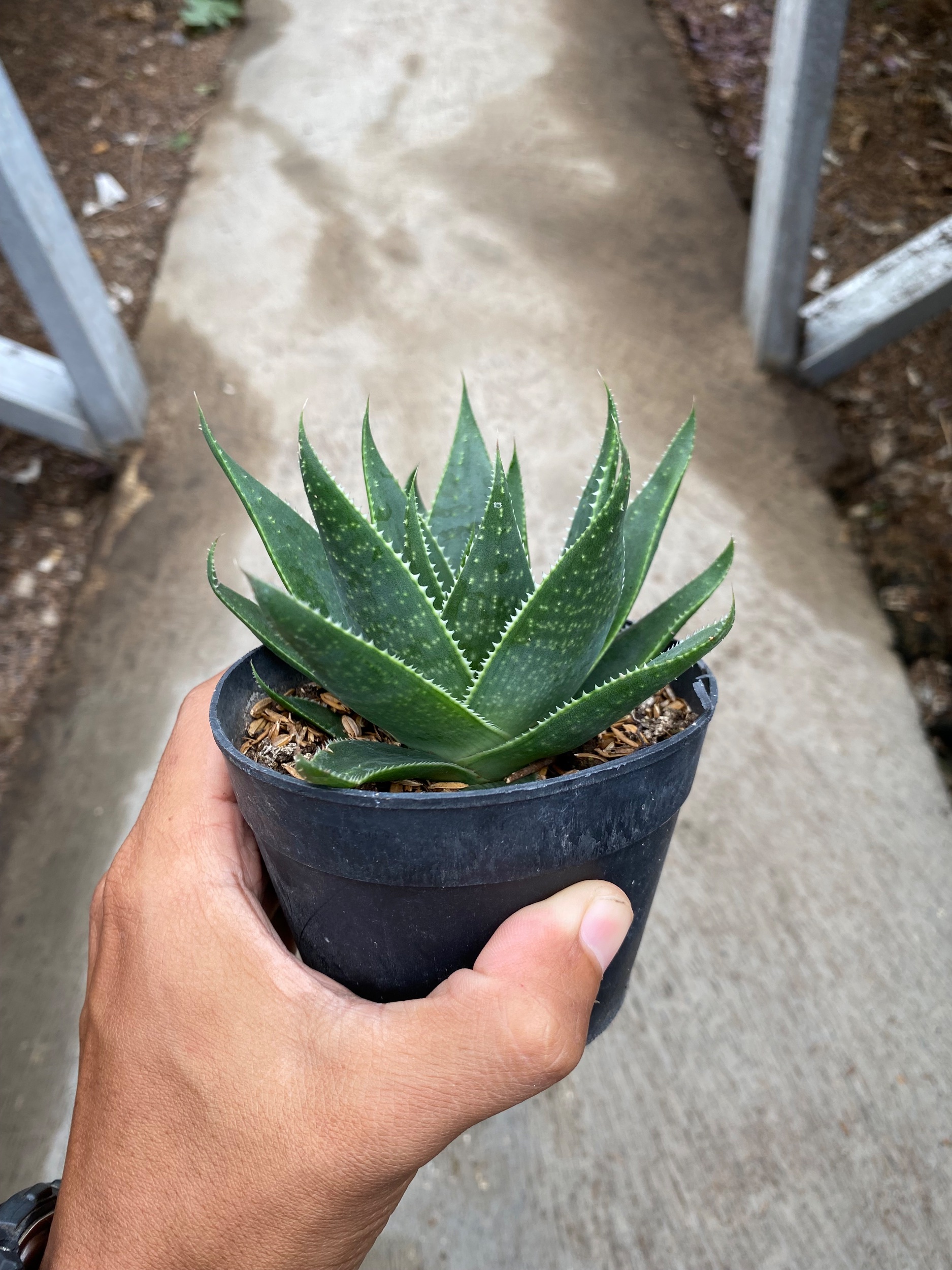 1653. Aloe Aristata 'cosmo' - Image 7