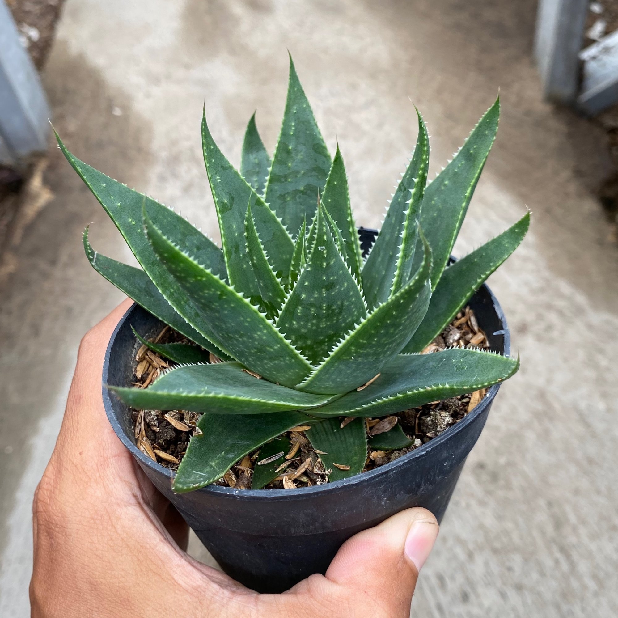 1653. Aloe Aristata 'cosmo'
