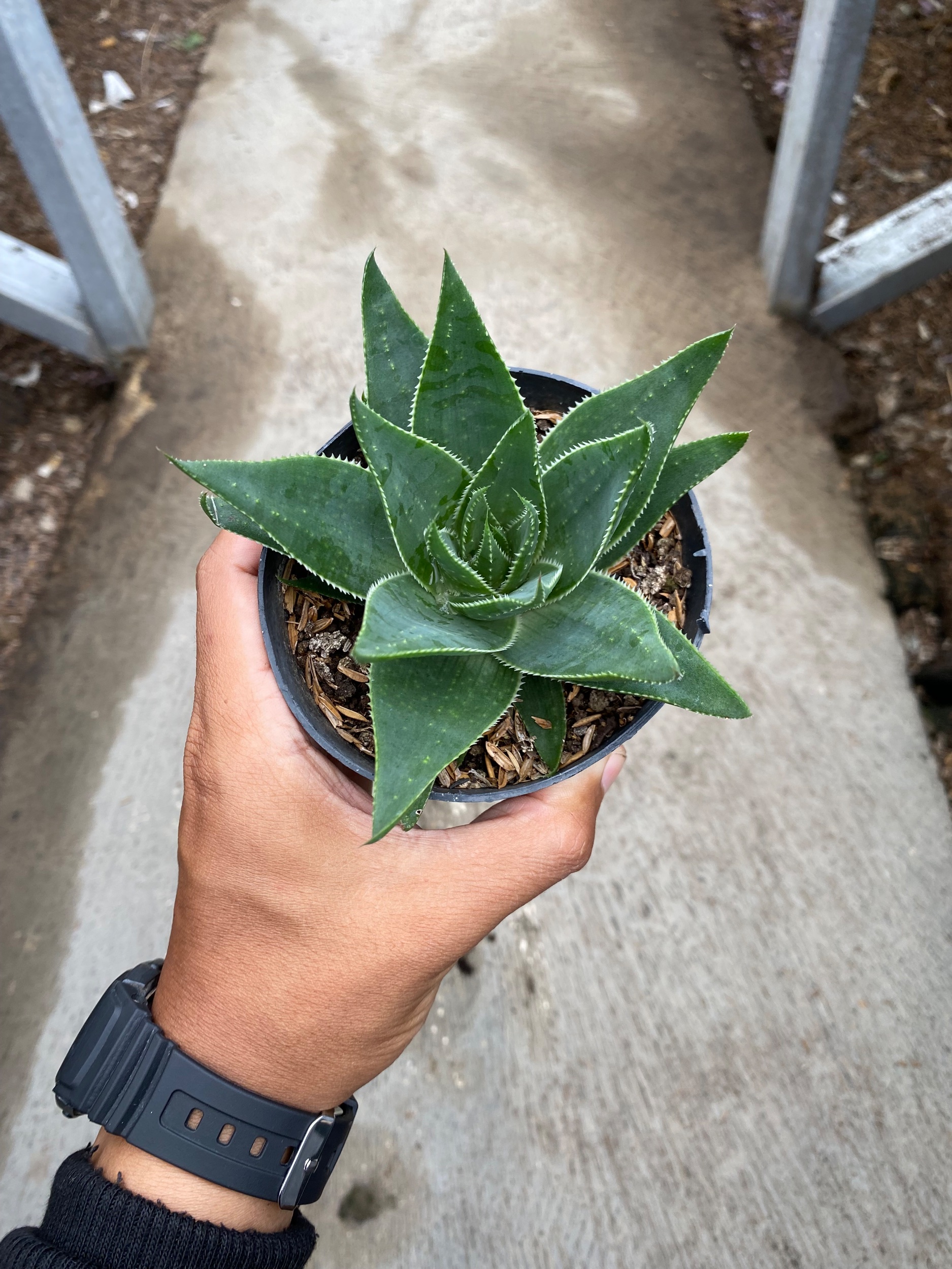 1653. Aloe Aristata 'cosmo' - Image 8