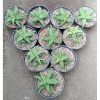 1935. Aloe Castilloniae 10pcs