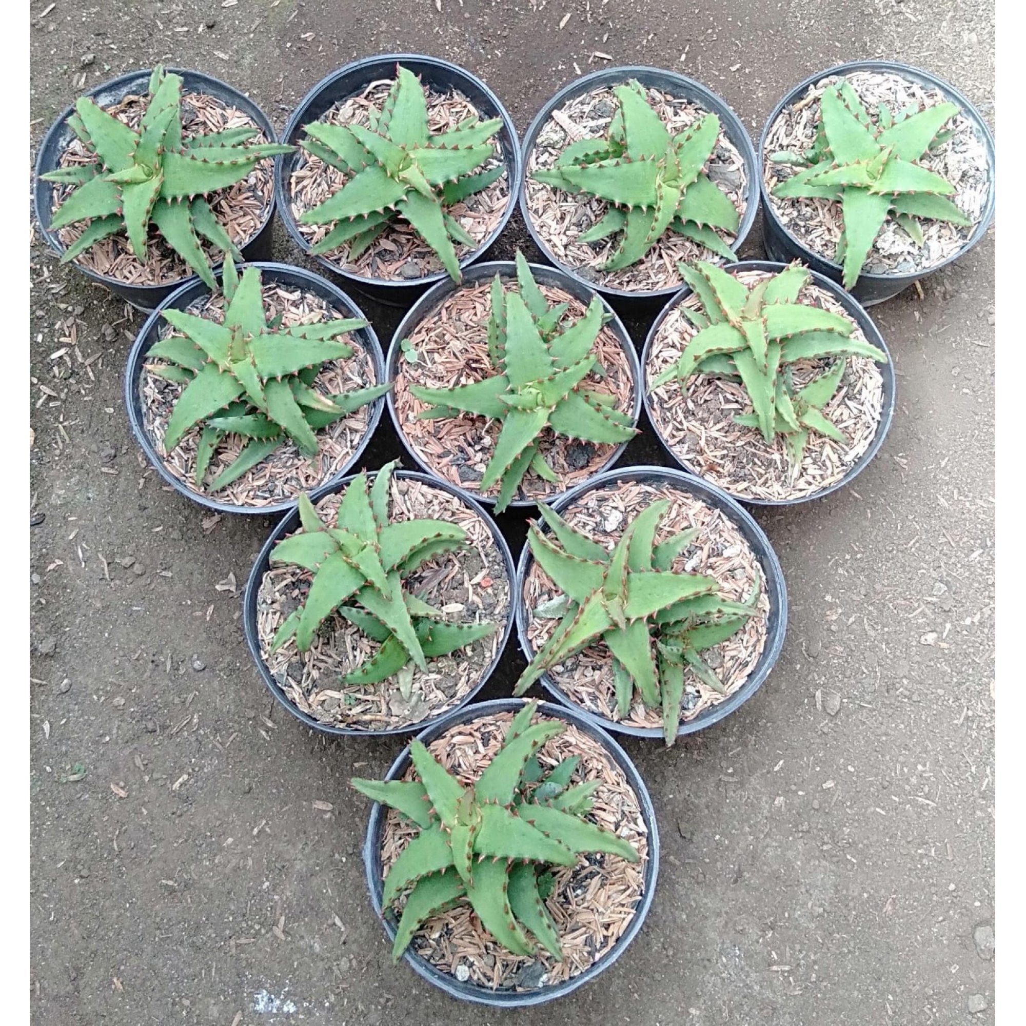 1935. Aloe Castilloniae 10pcs