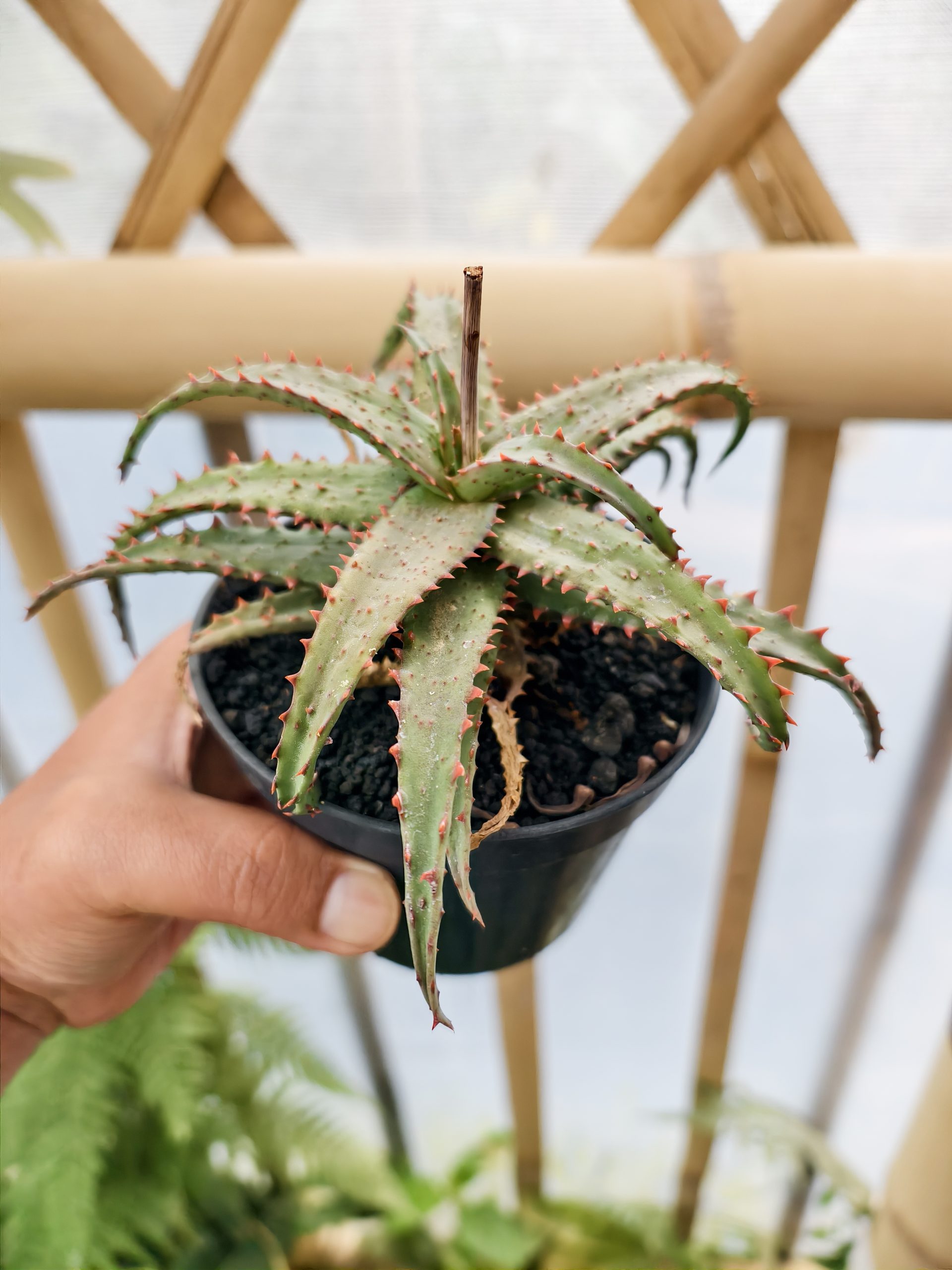 1470. Aloe Castilloniae Hybrid - Image 2