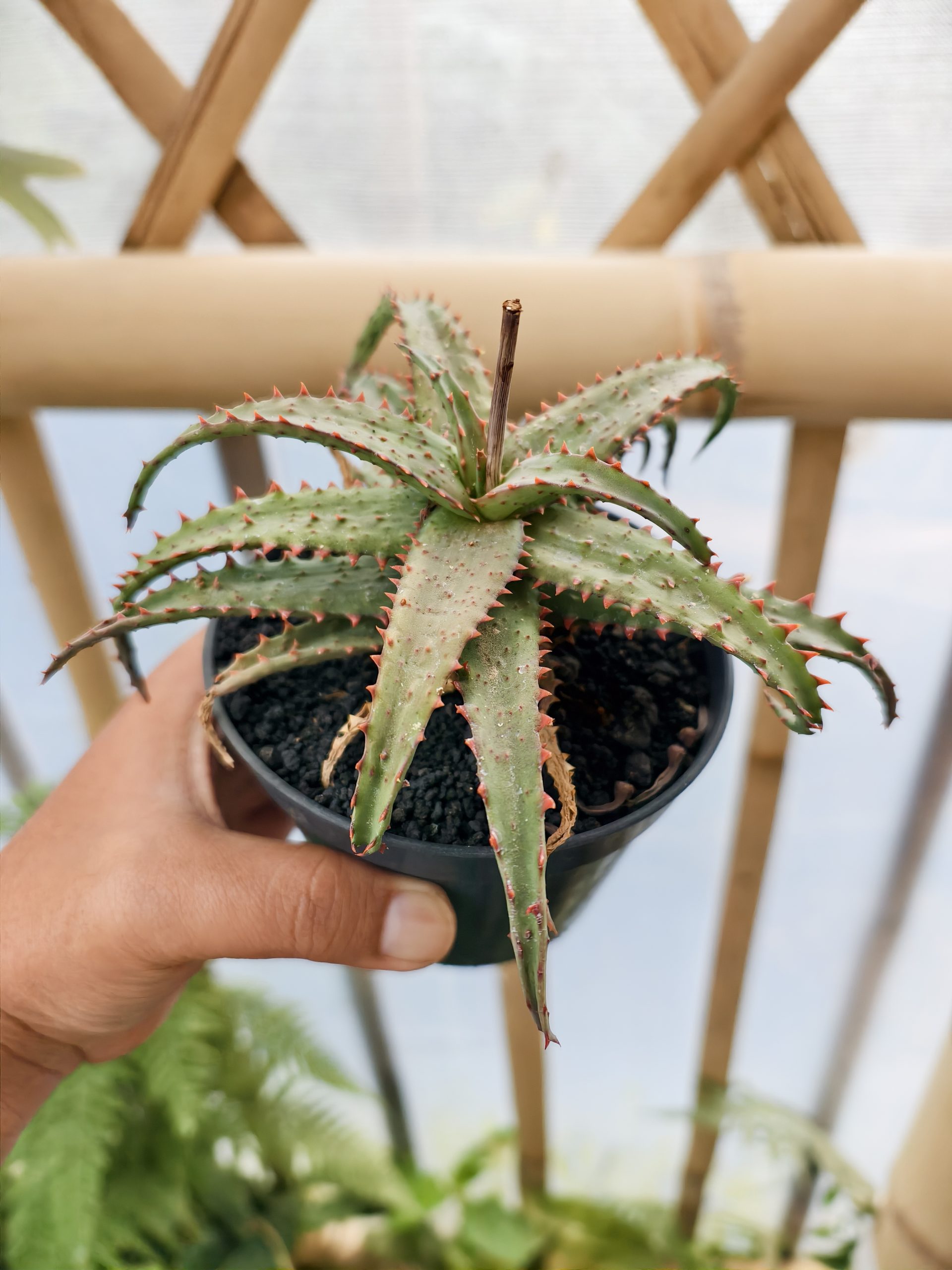 1470. Aloe Castilloniae Hybrid - Image 3