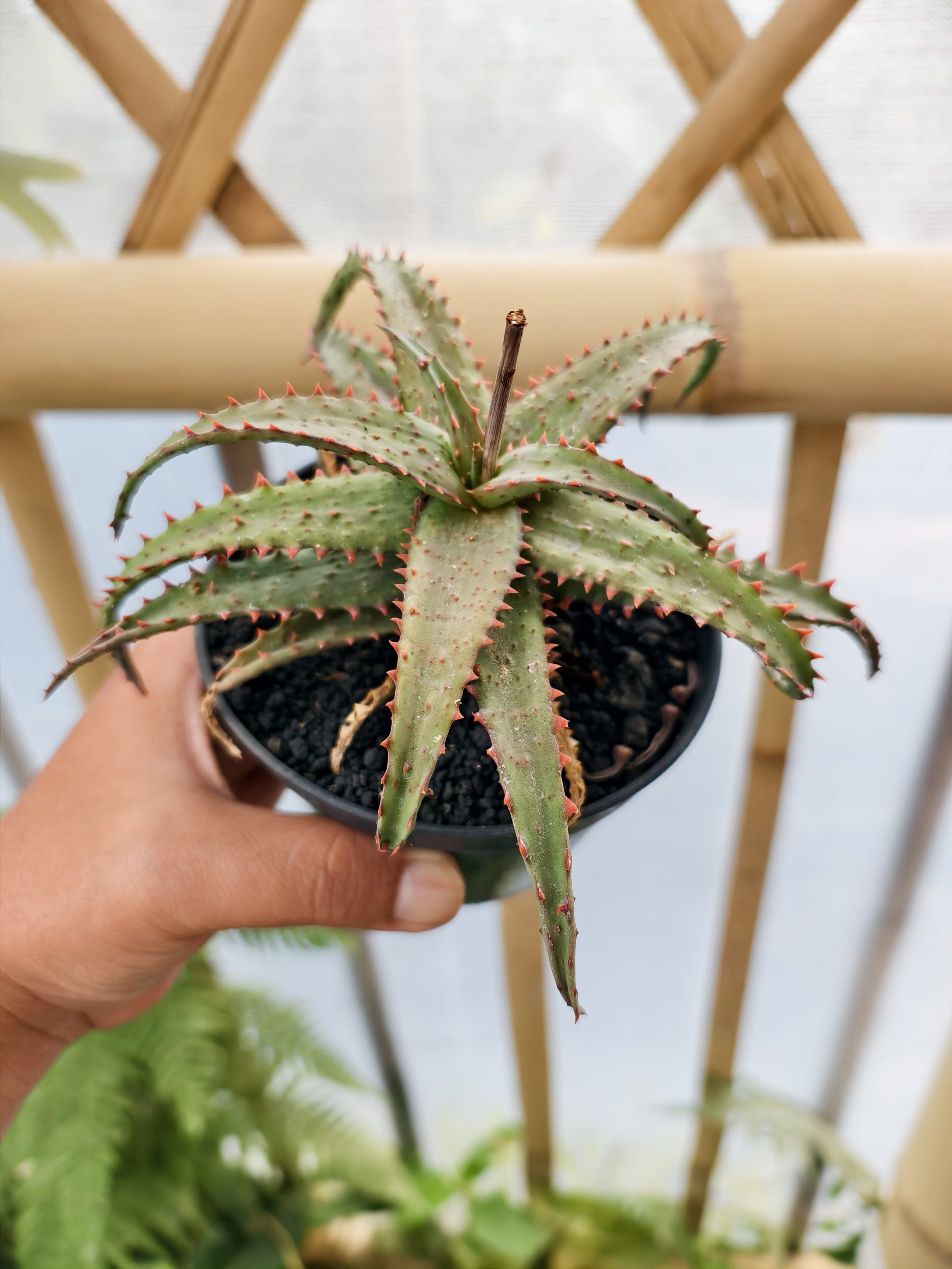 1470. Aloe Castilloniae Hybrid - Image 4