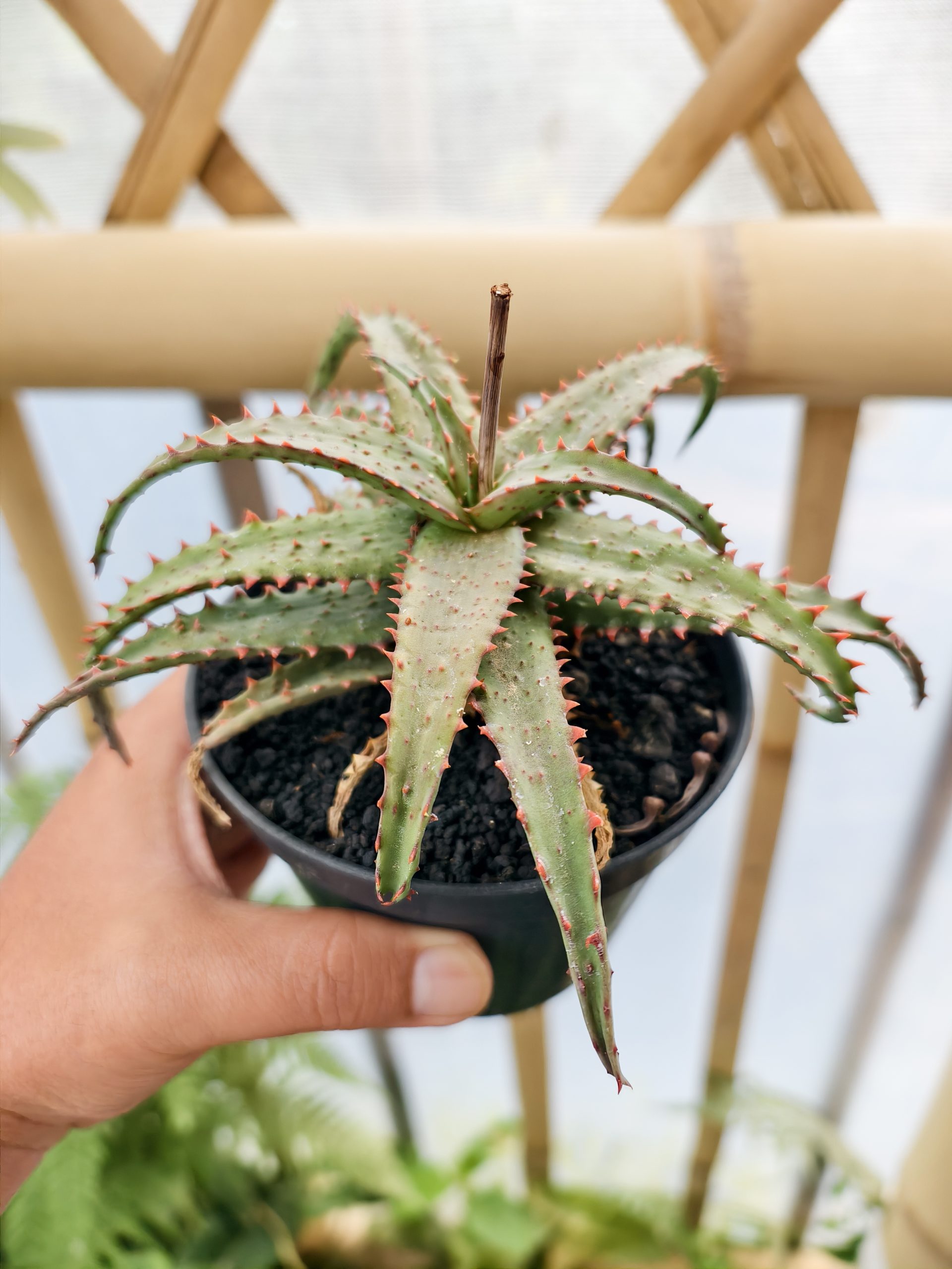 1470. Aloe Castilloniae Hybrid - Image 5