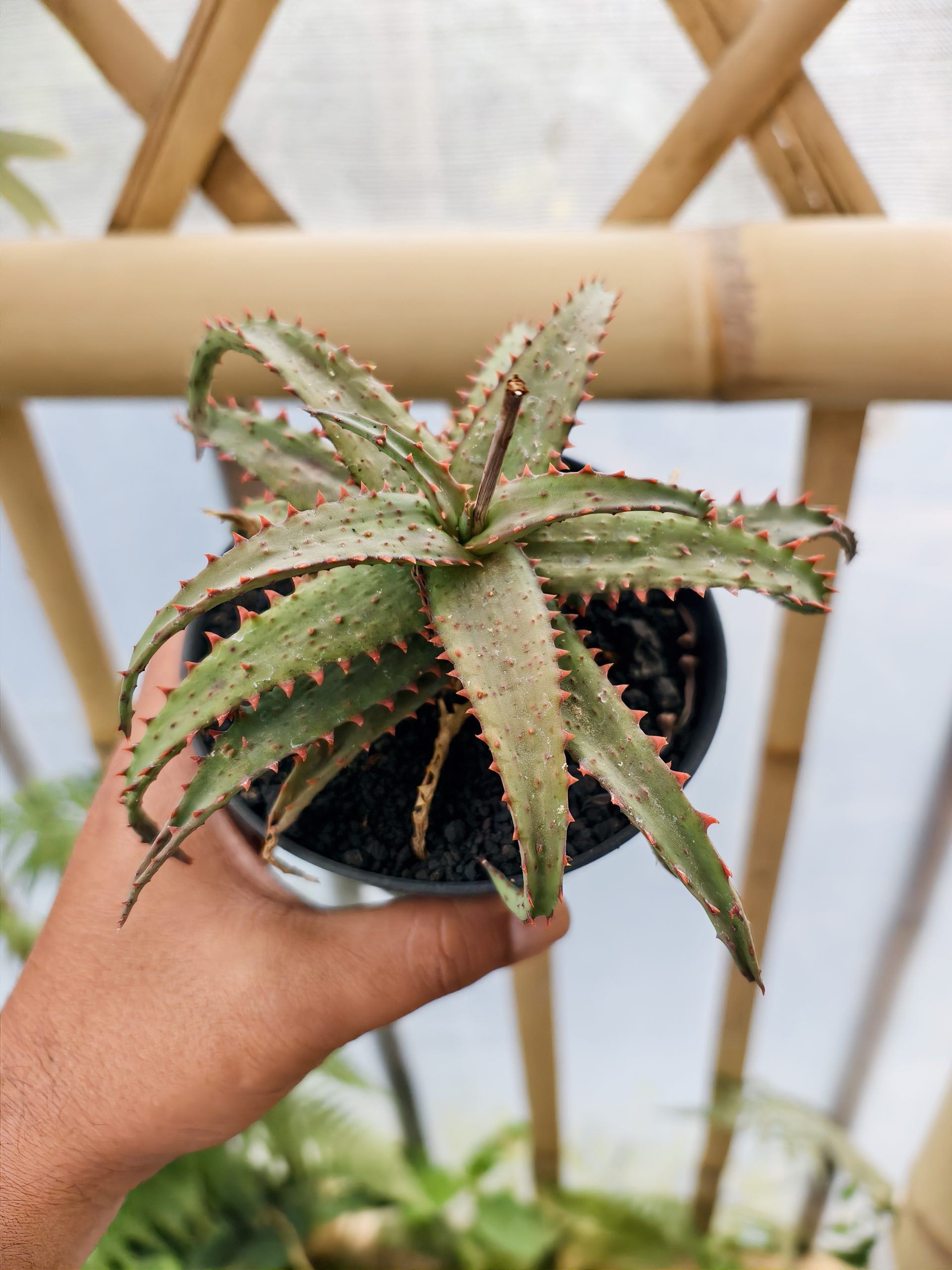 1470. Aloe Castilloniae Hybrid - Image 6