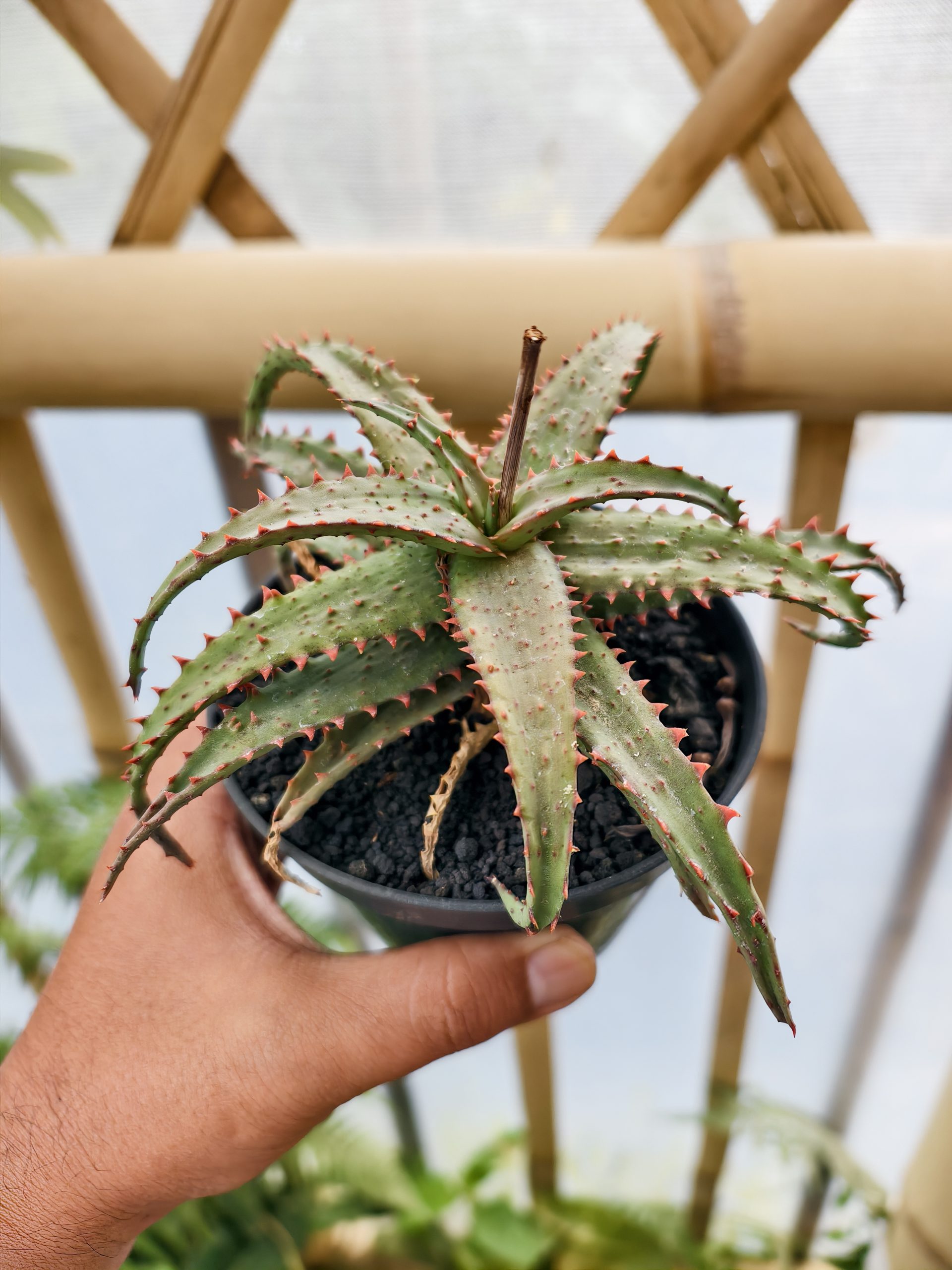 1470. Aloe Castilloniae Hybrid - Image 7