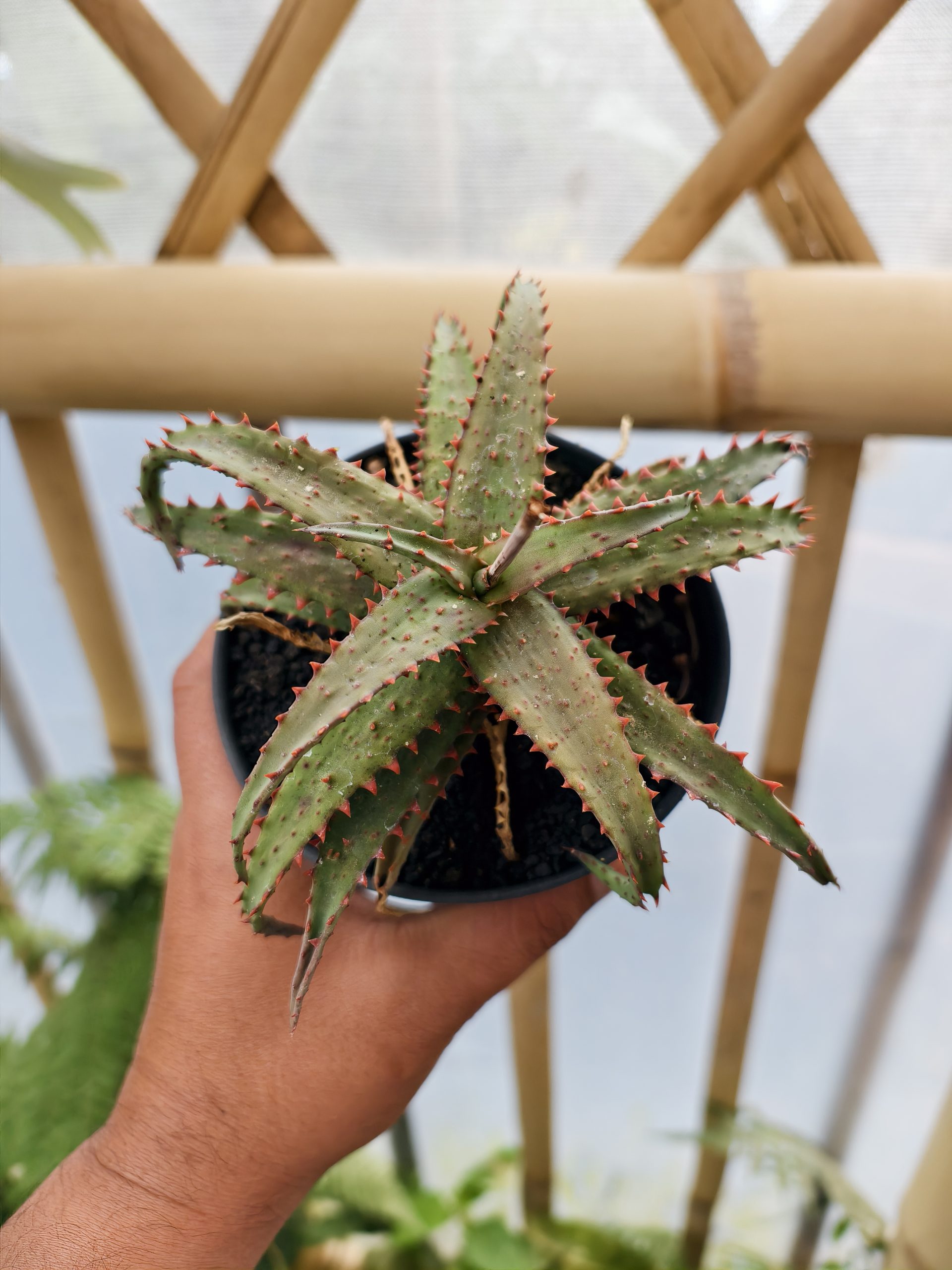 1470. Aloe Castilloniae Hybrid - Image 8